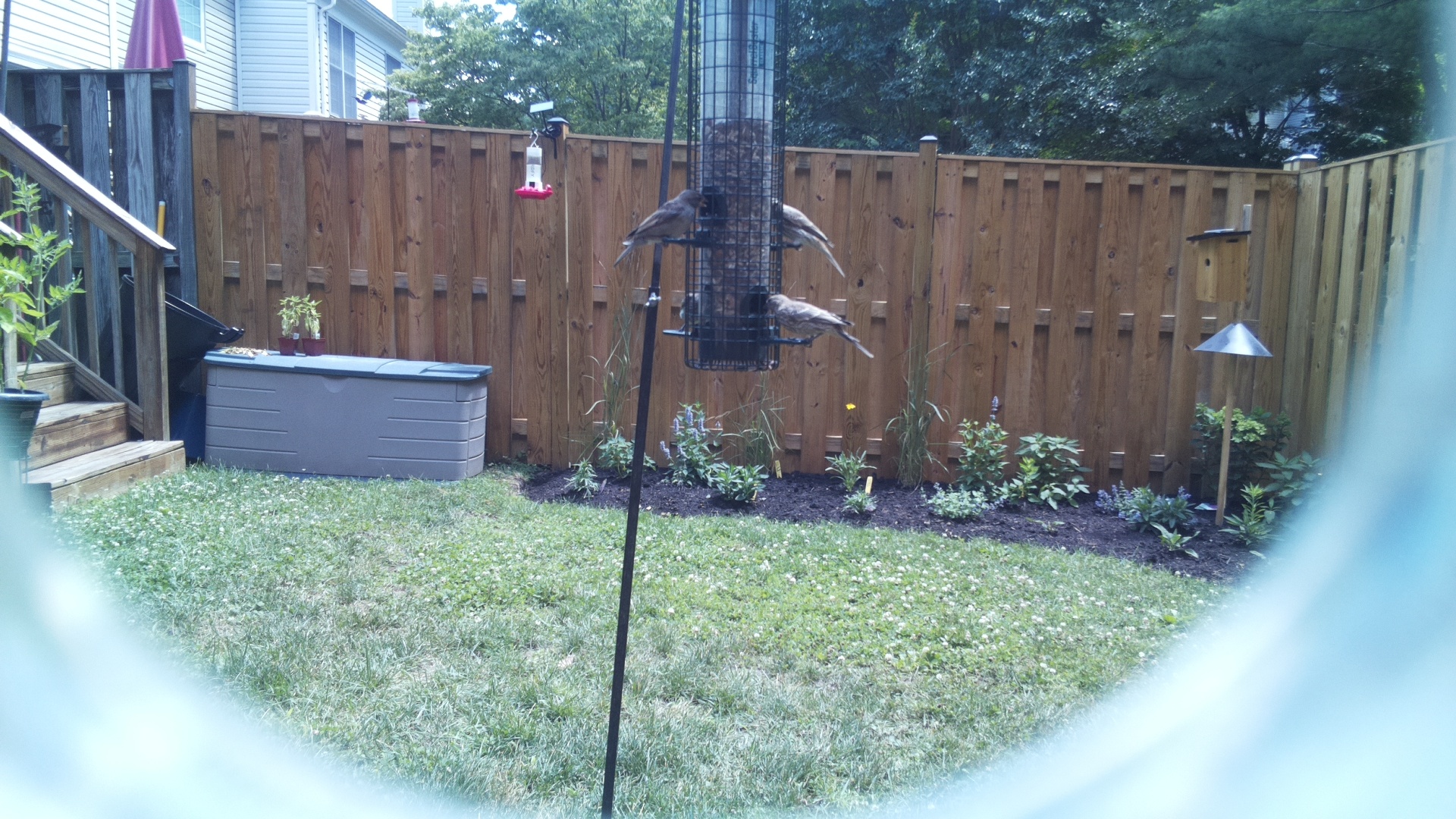 Unknown Bird