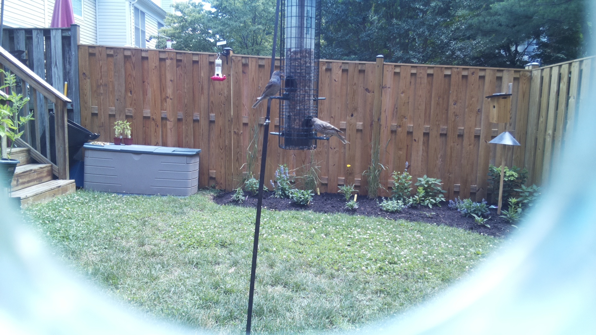 Likely Chickadee/Titmouse