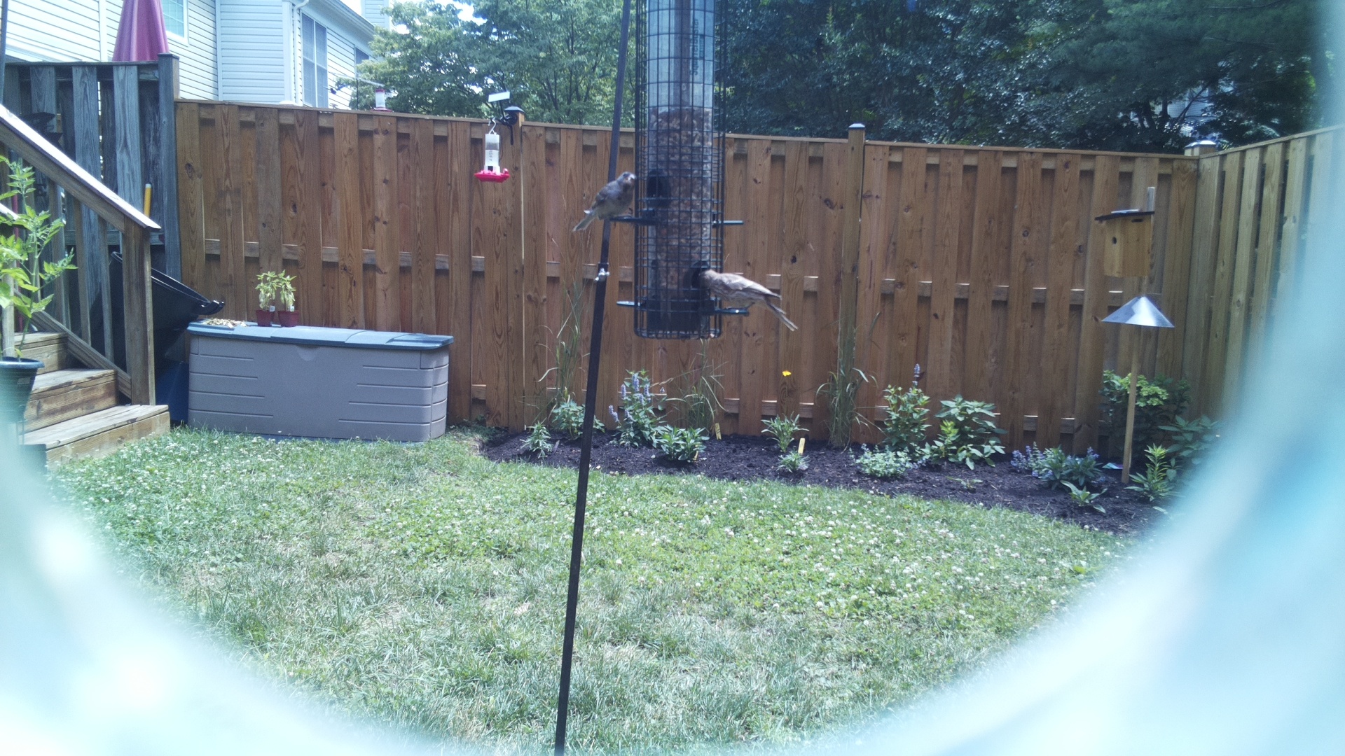 Unknown Bird