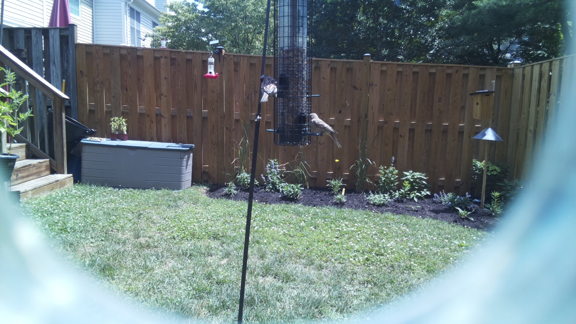 Unknown Bird