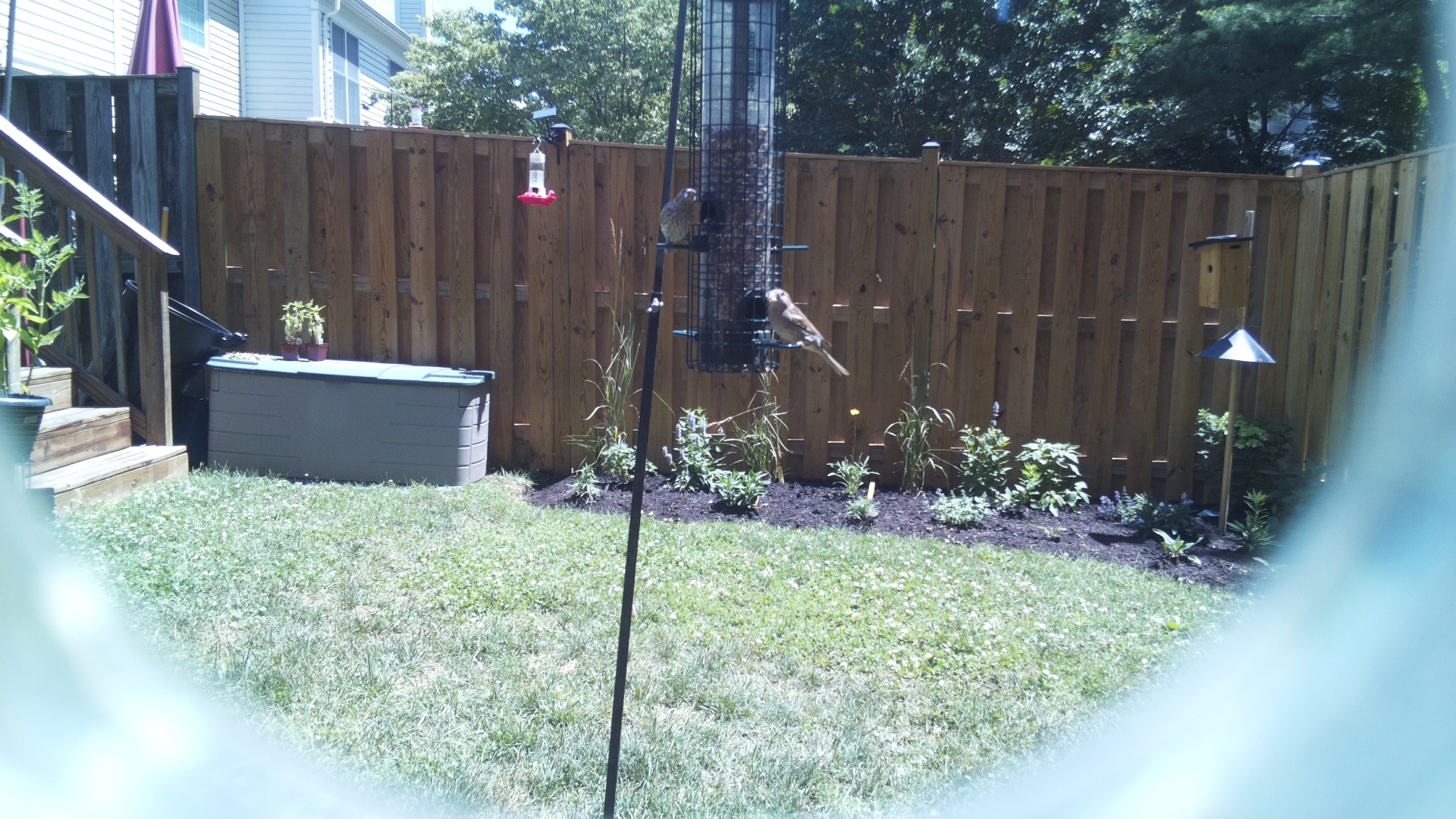 Unknown Bird