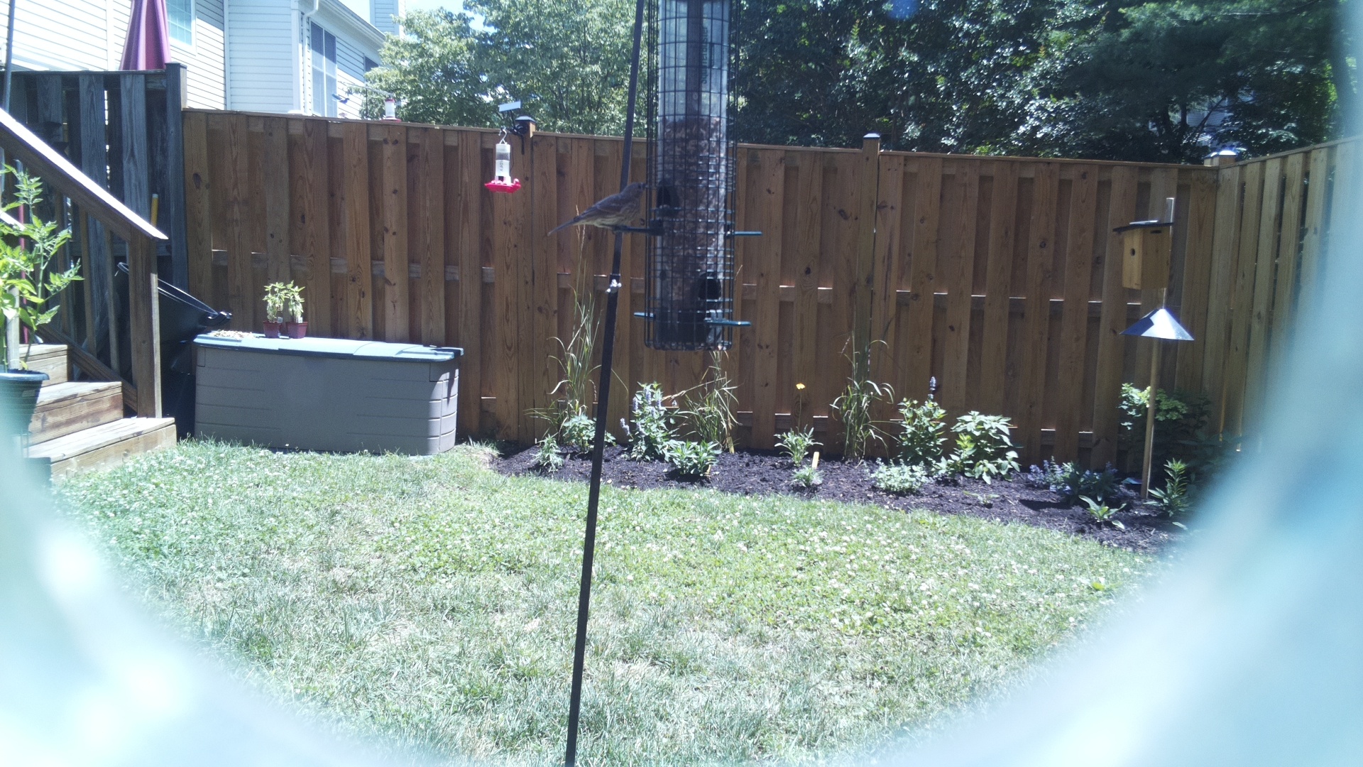 Likely Finch