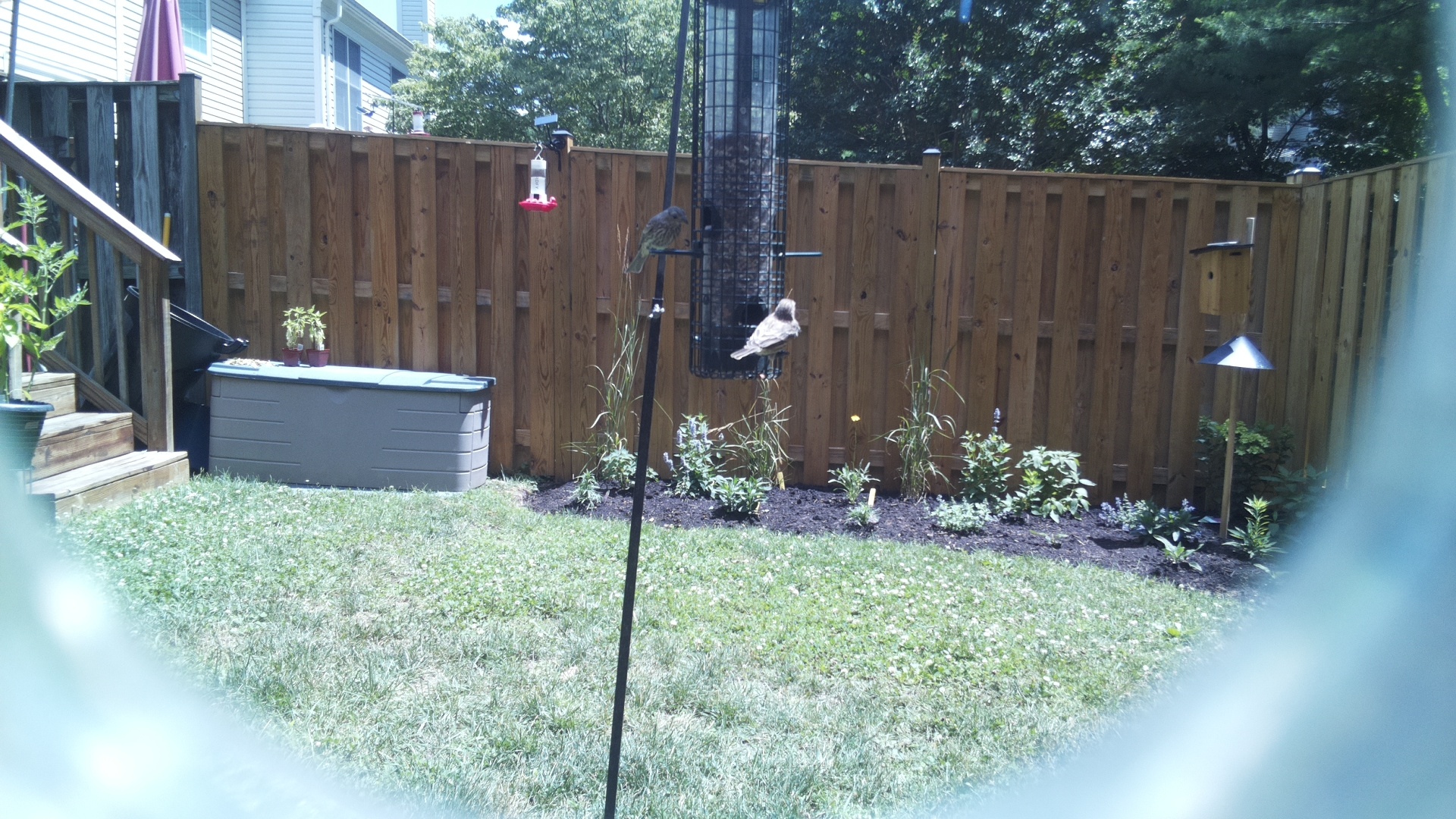 Likely Finch