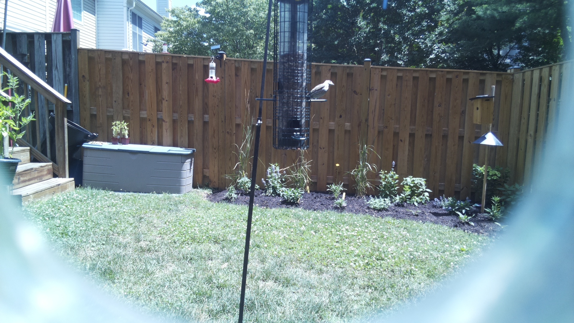 Unknown Bird