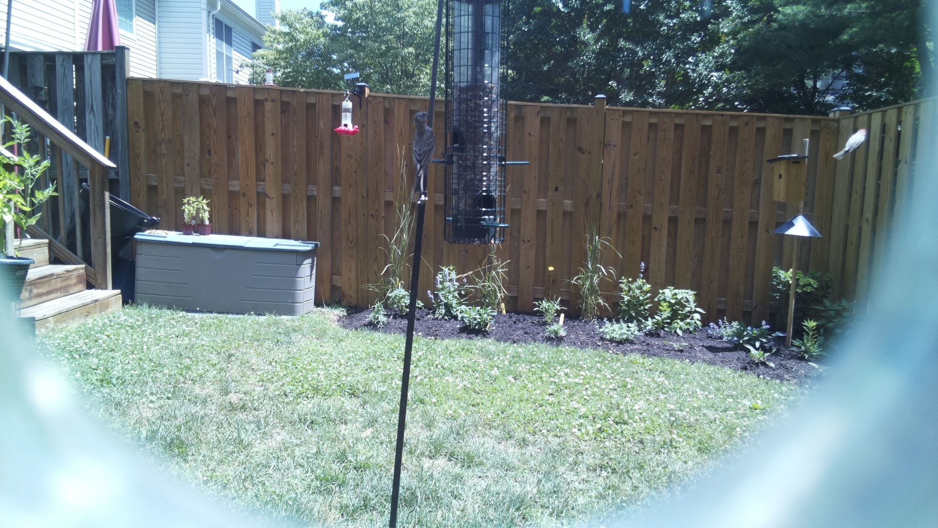 Purple Finch