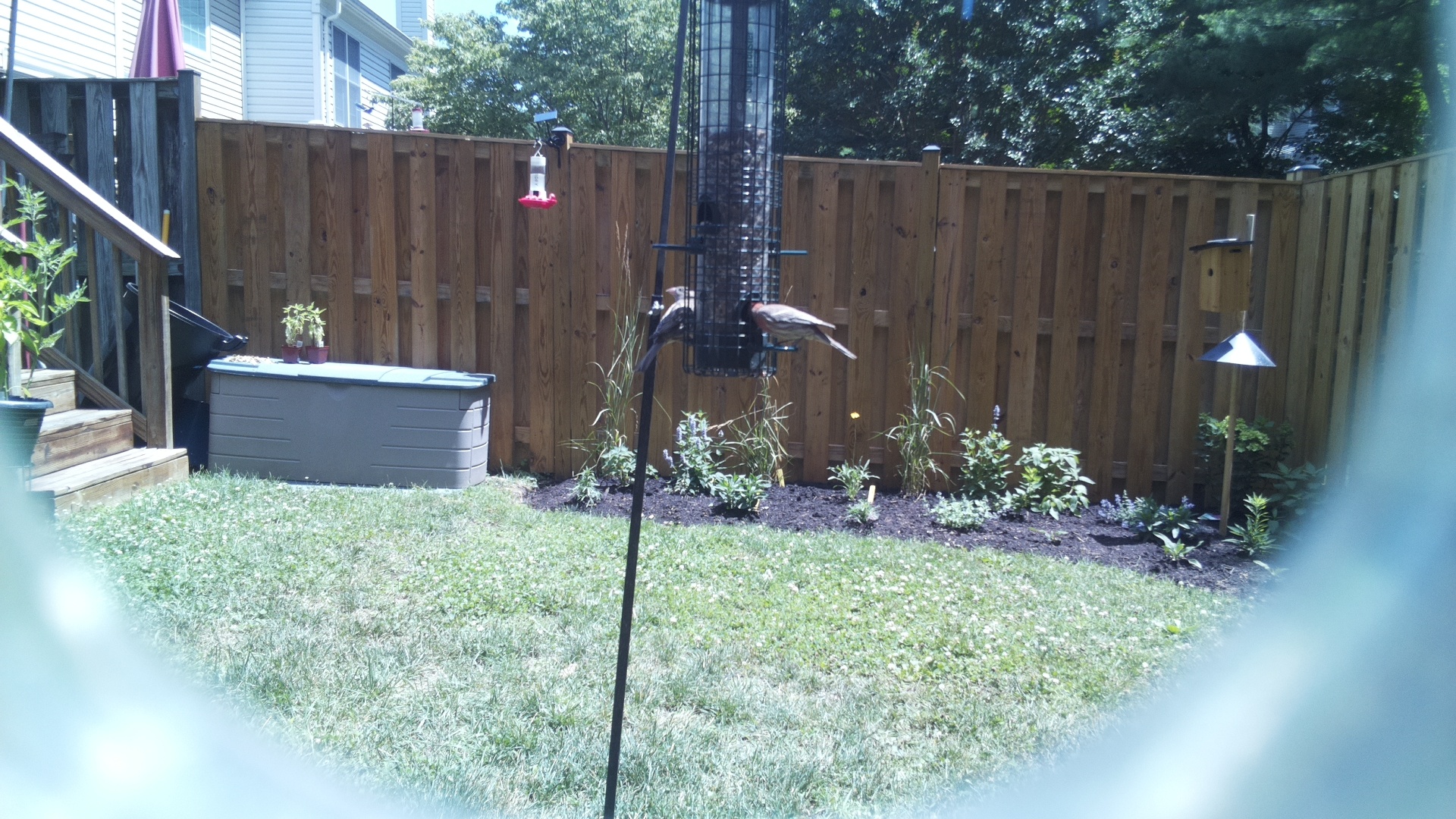 Likely Finch