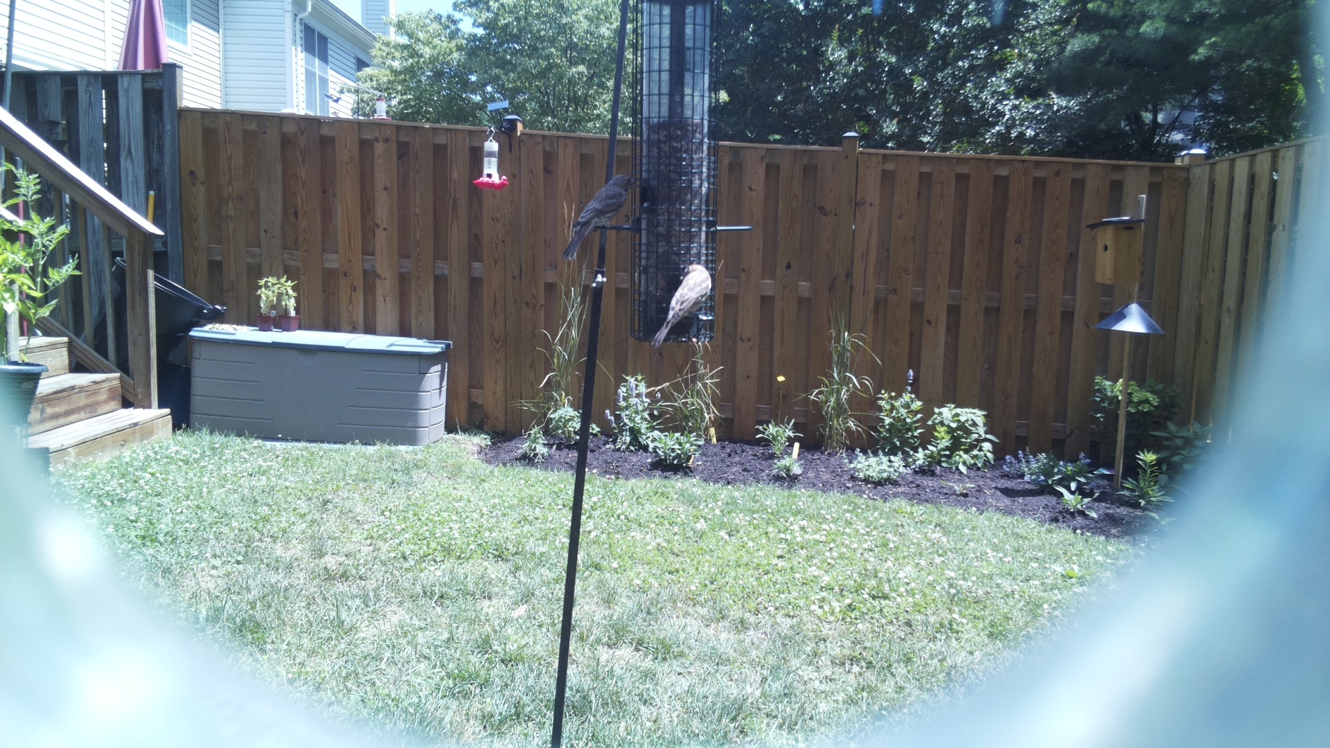 Purple Finch