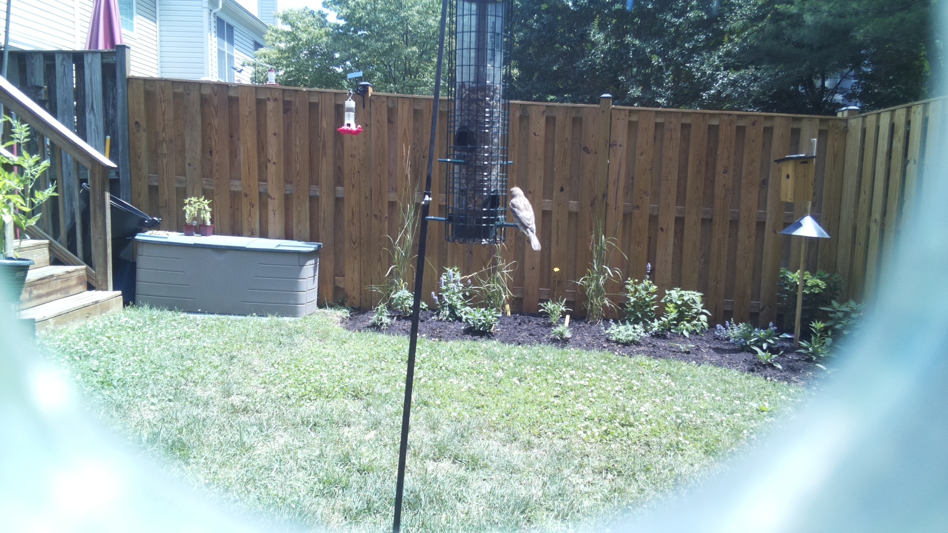Purple Finch