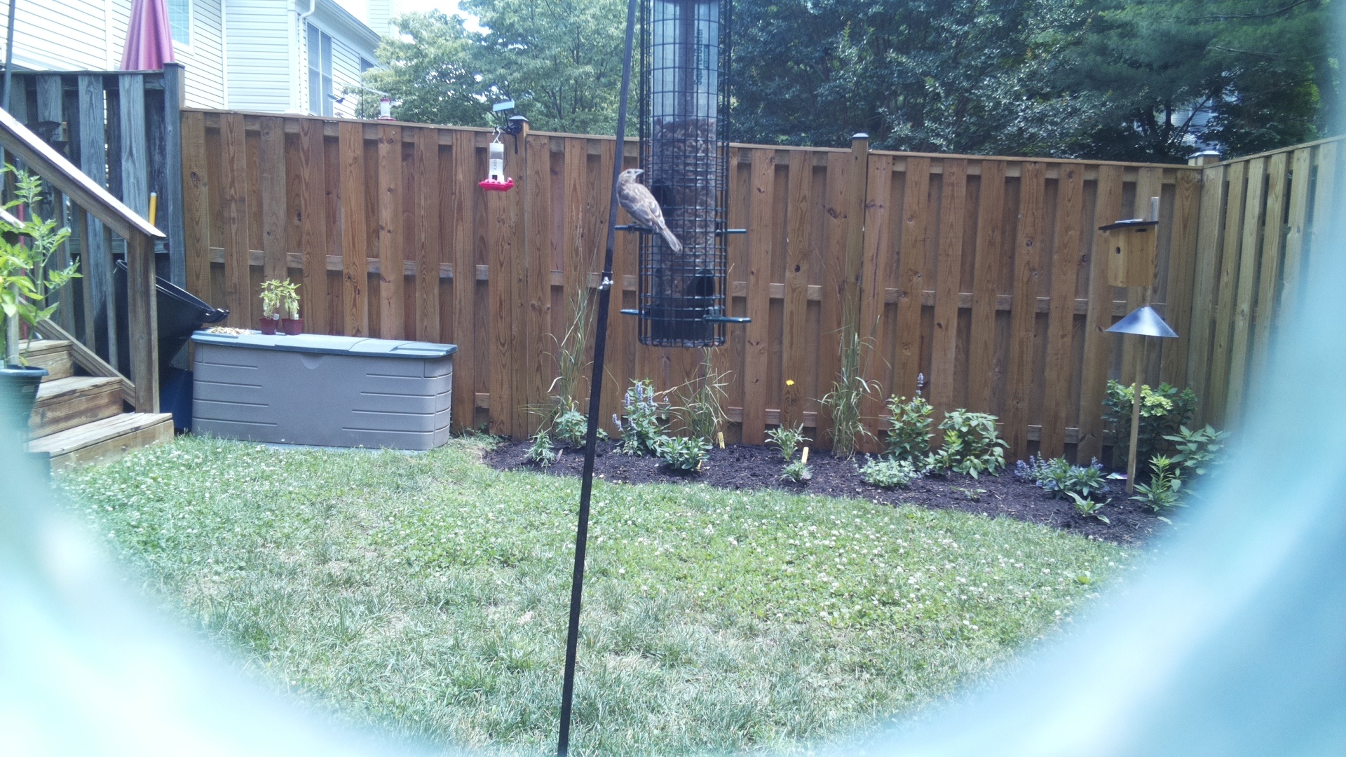 Likely Finch