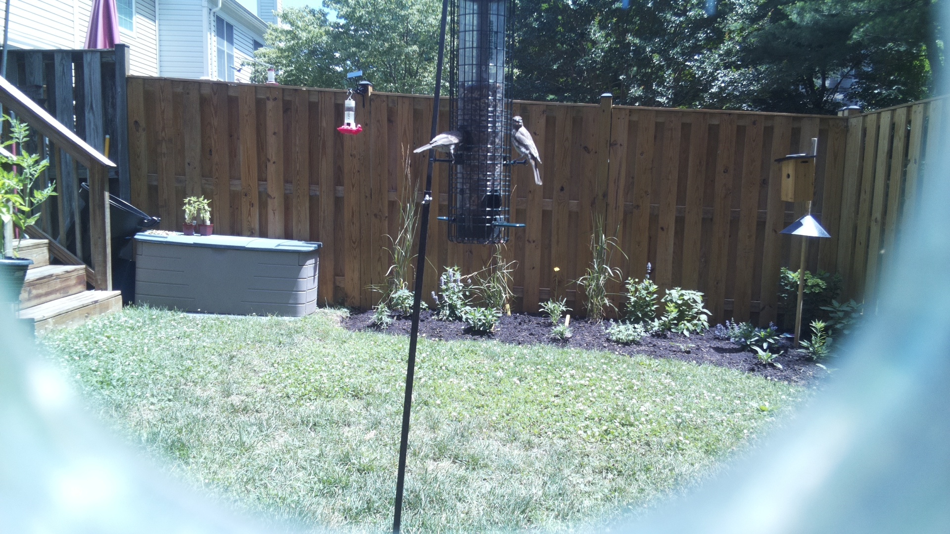 Downy Woodpecker