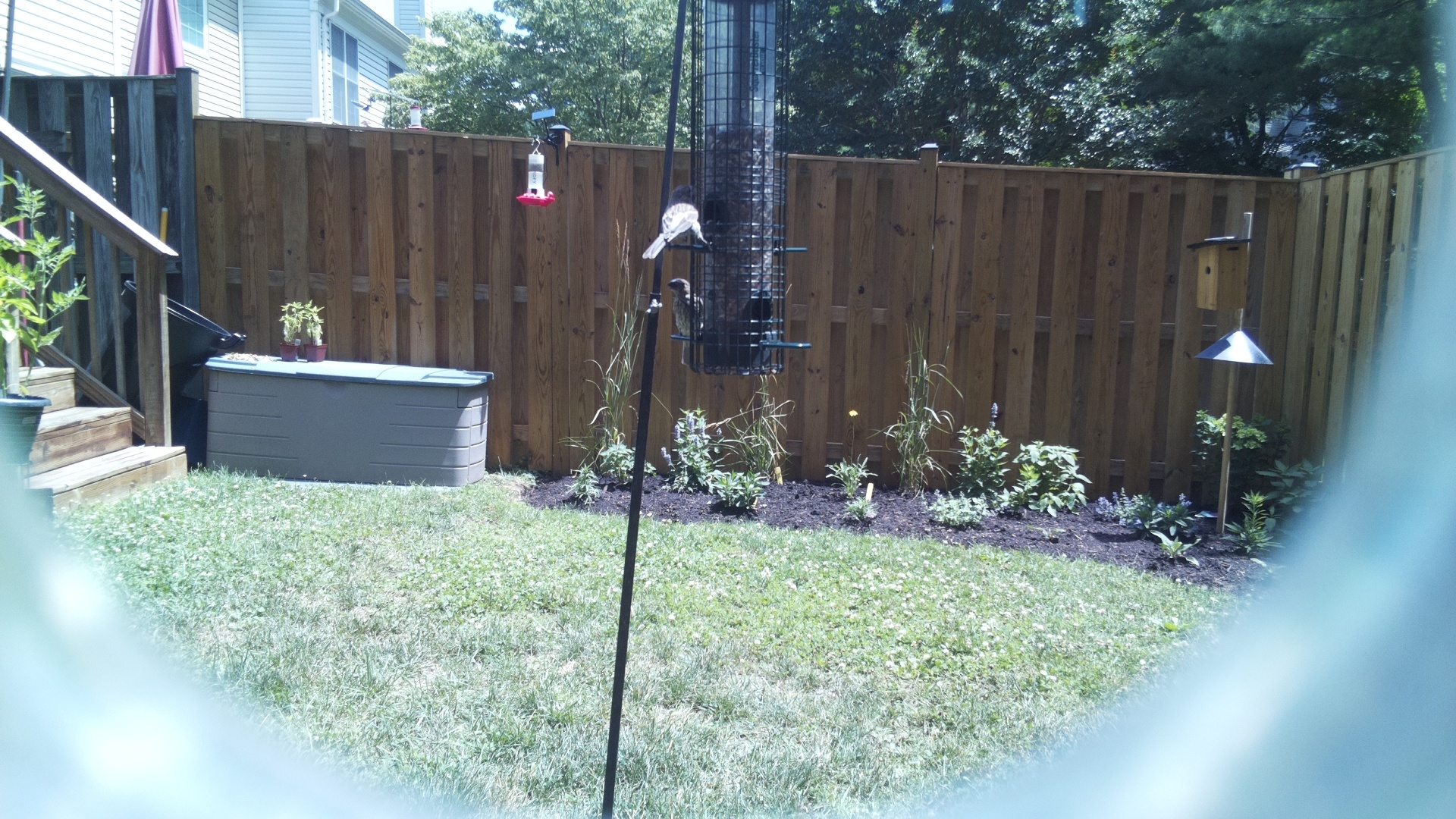 Unknown Bird