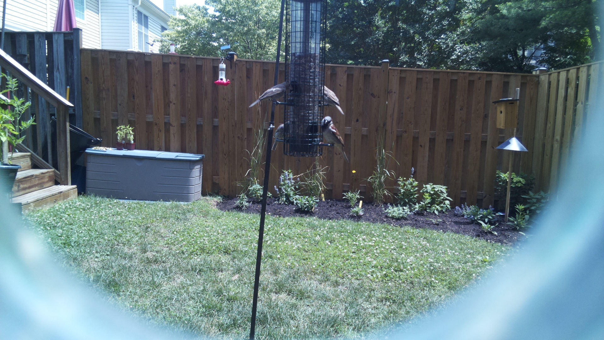 Unknown Bird