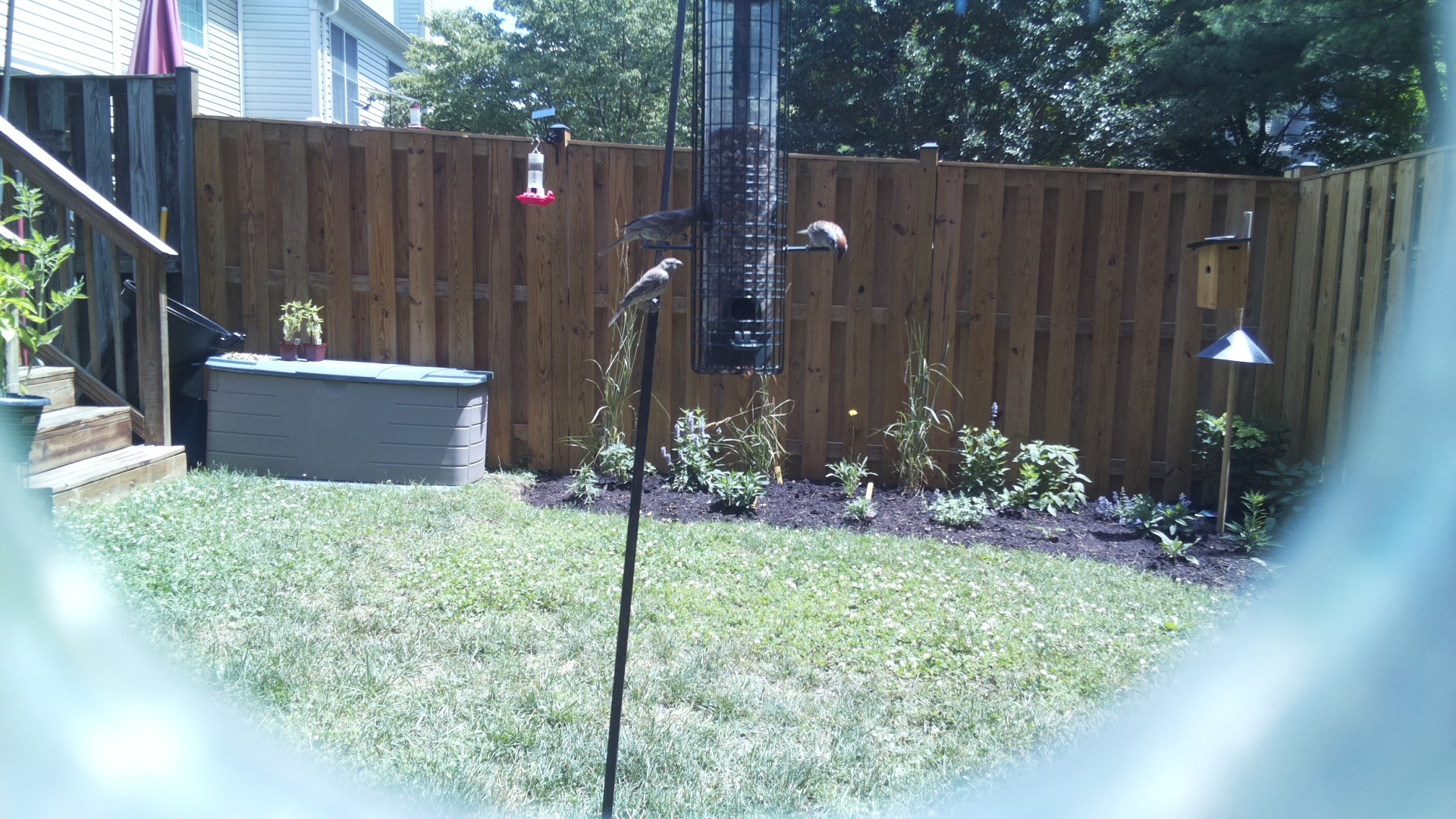 Unknown Bird