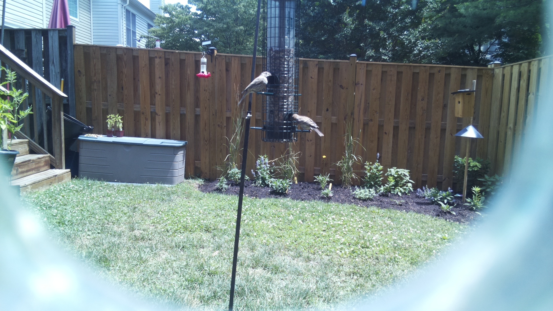 Likely Finch