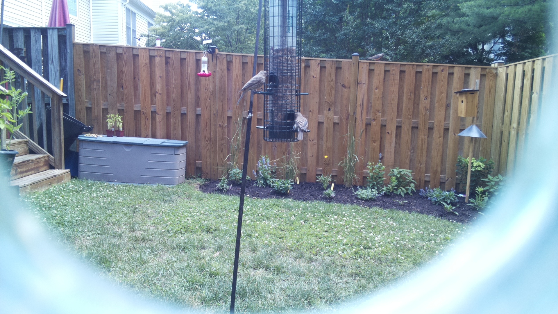 Likely Finch