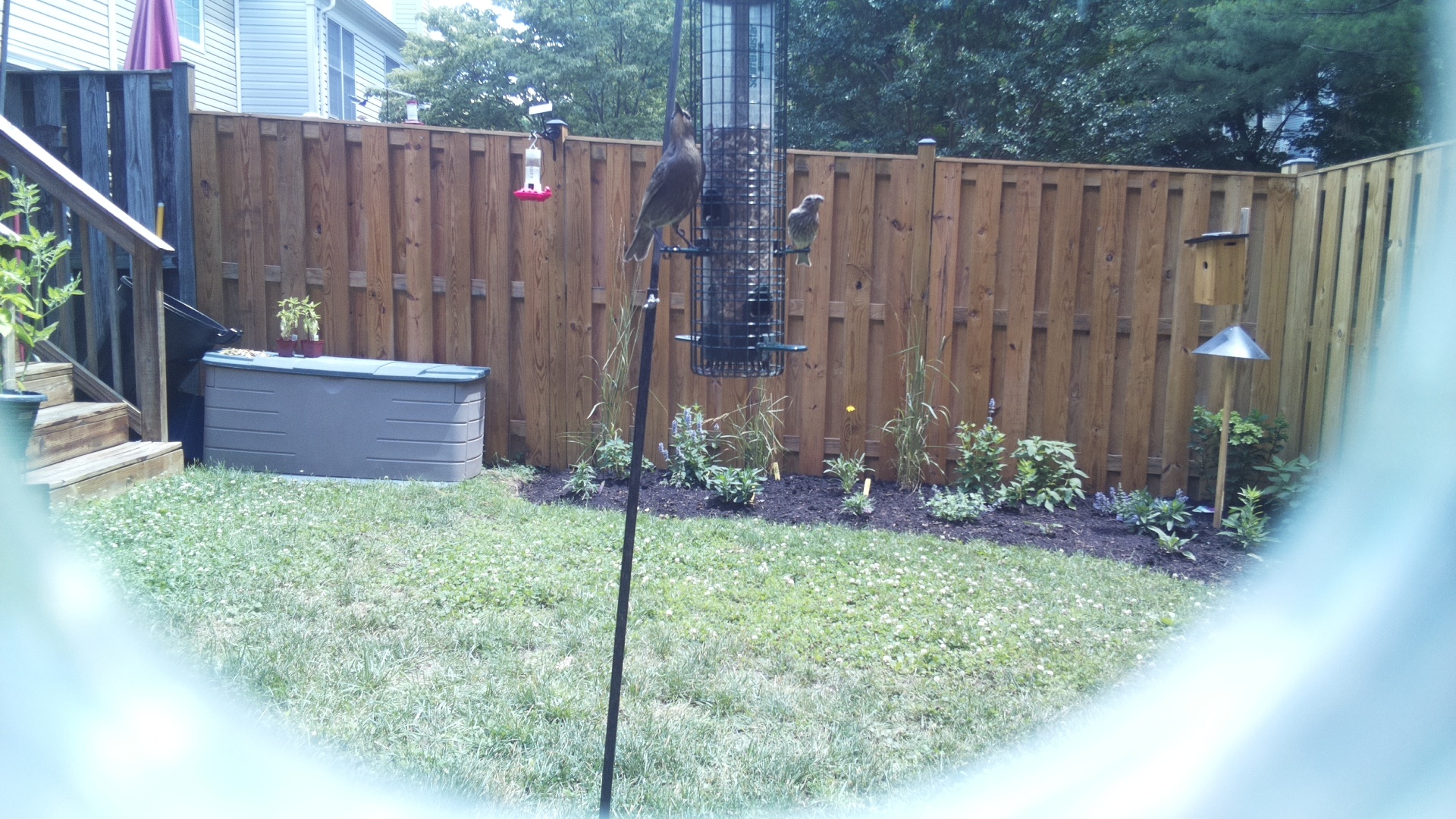 Likely Finch