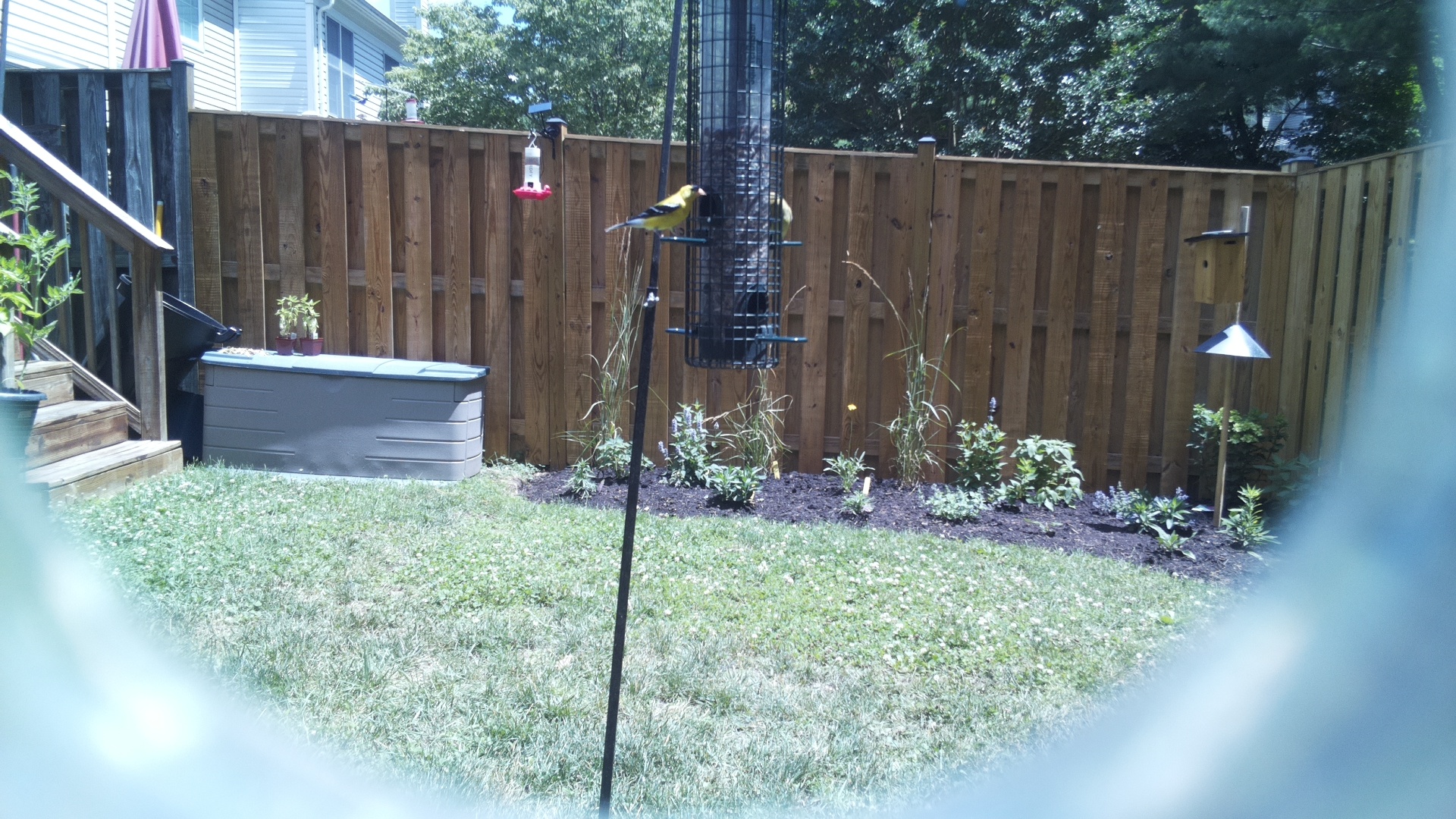 American Goldfinch