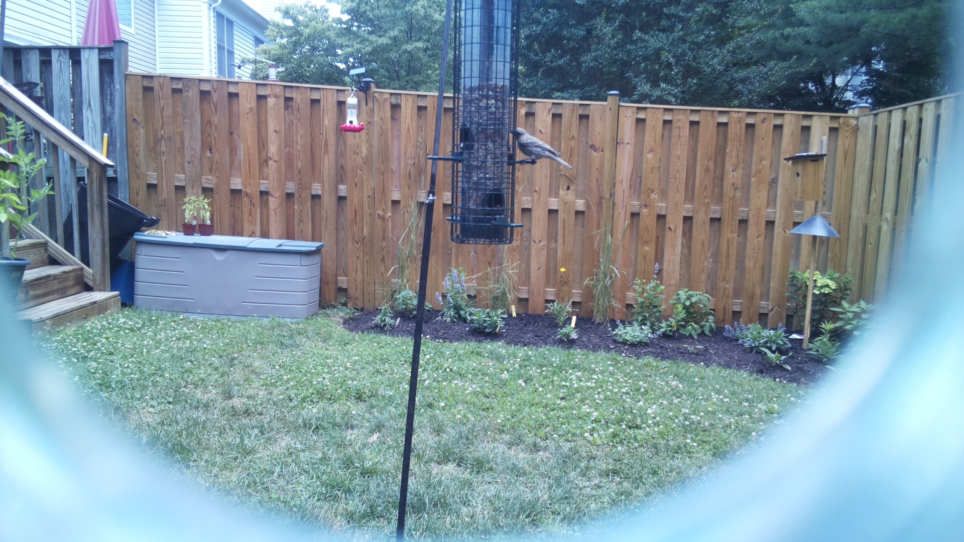 Unknown Bird