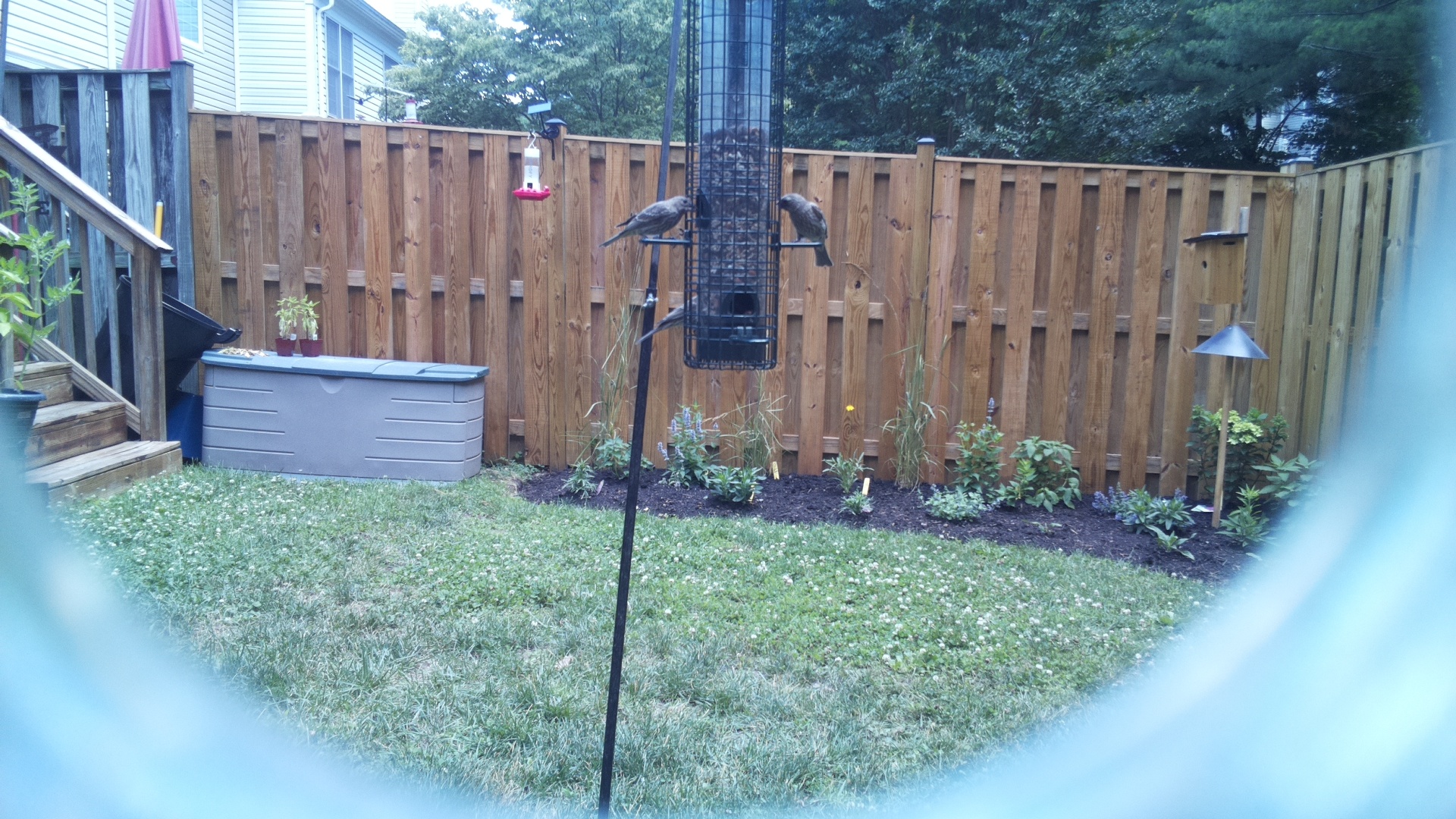 Likely Blackbird/Grackle