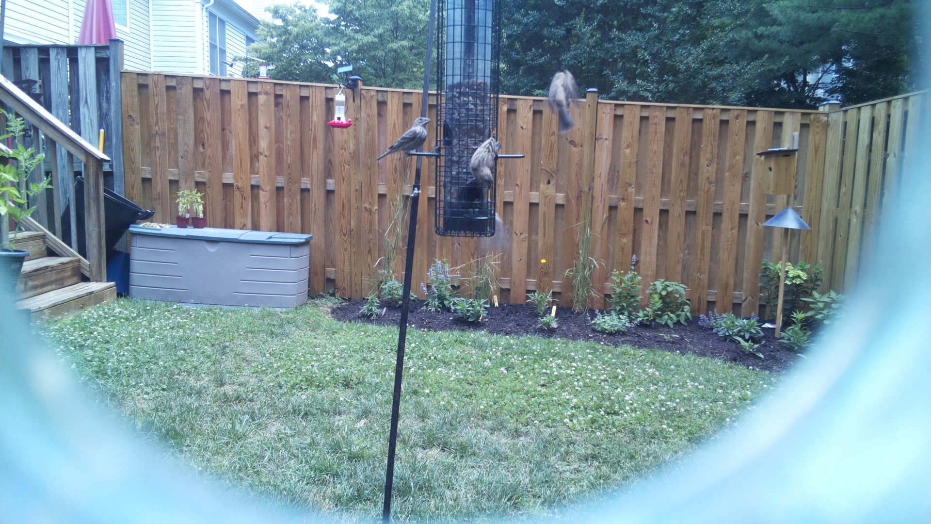Likely Finch