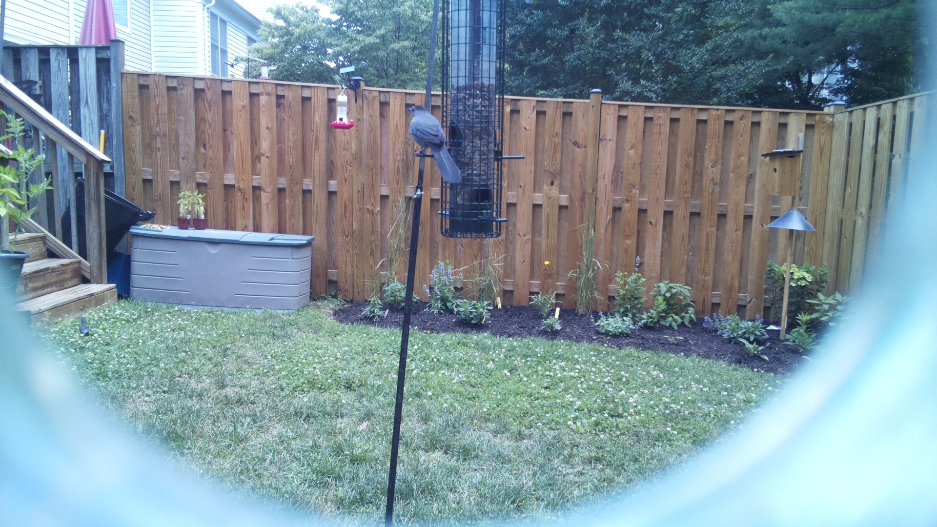 Unknown Bird