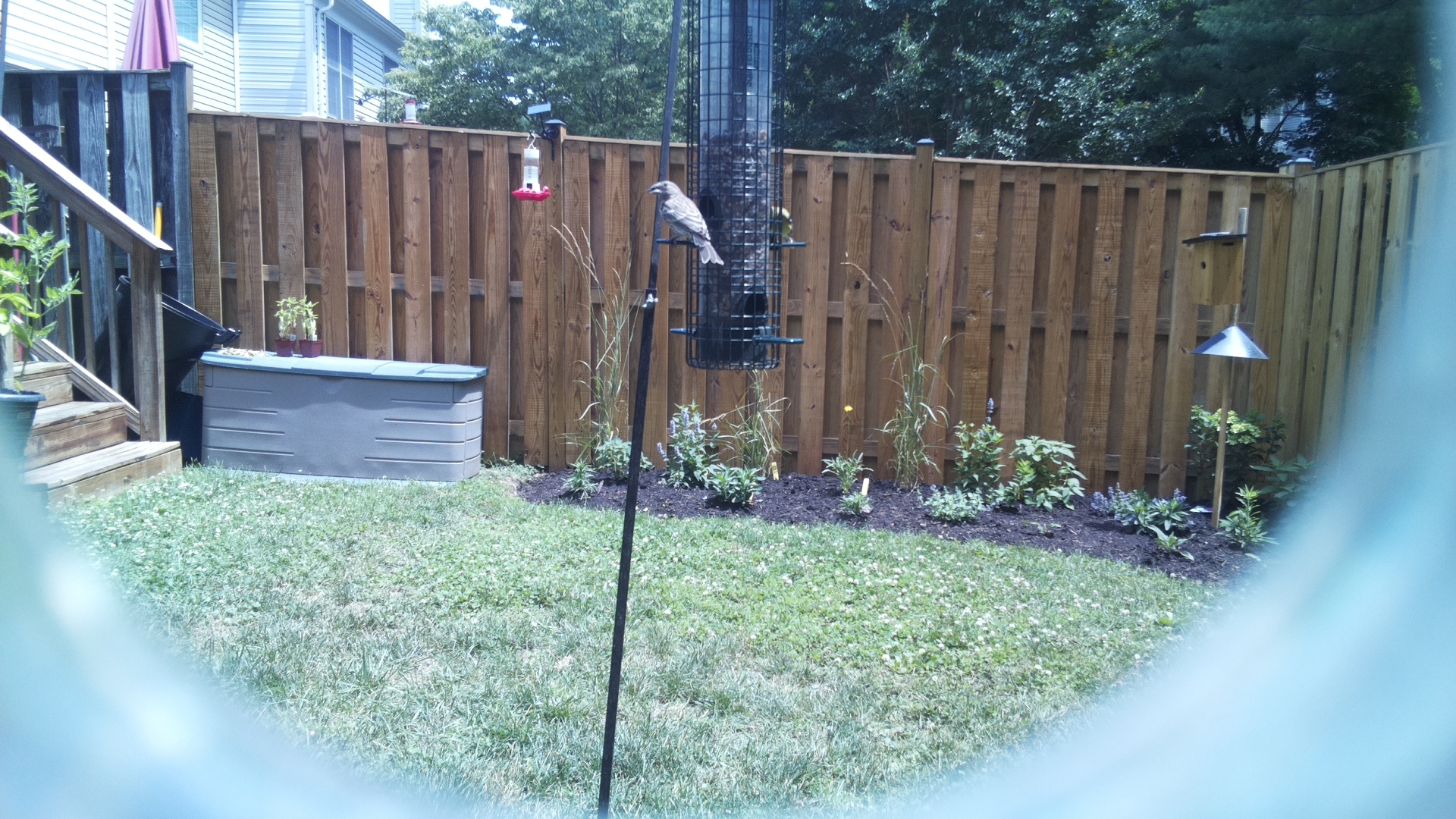 Unknown Bird