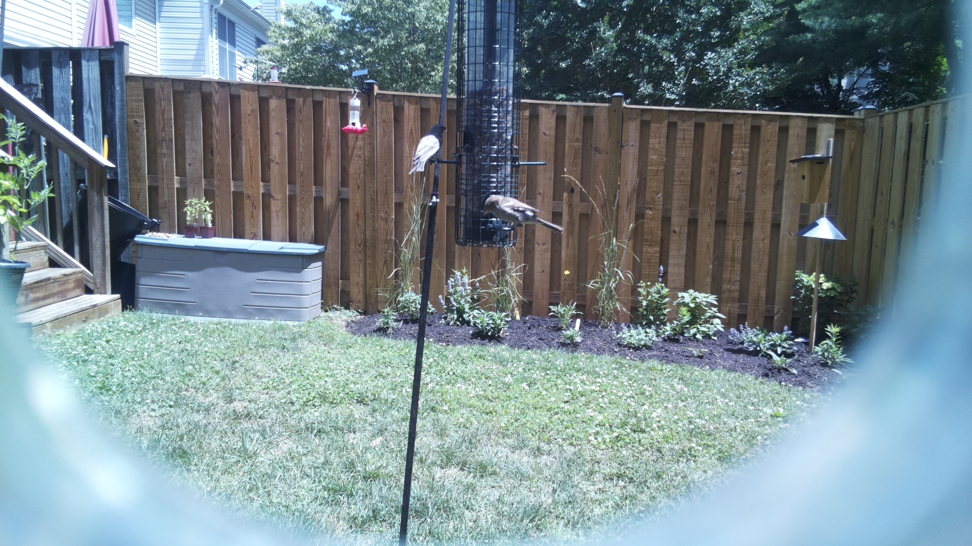 Dark-eyed Junco