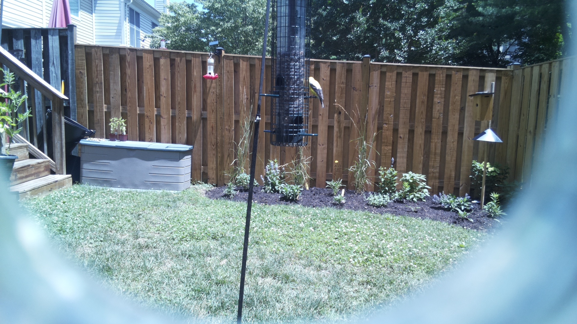 American Goldfinch