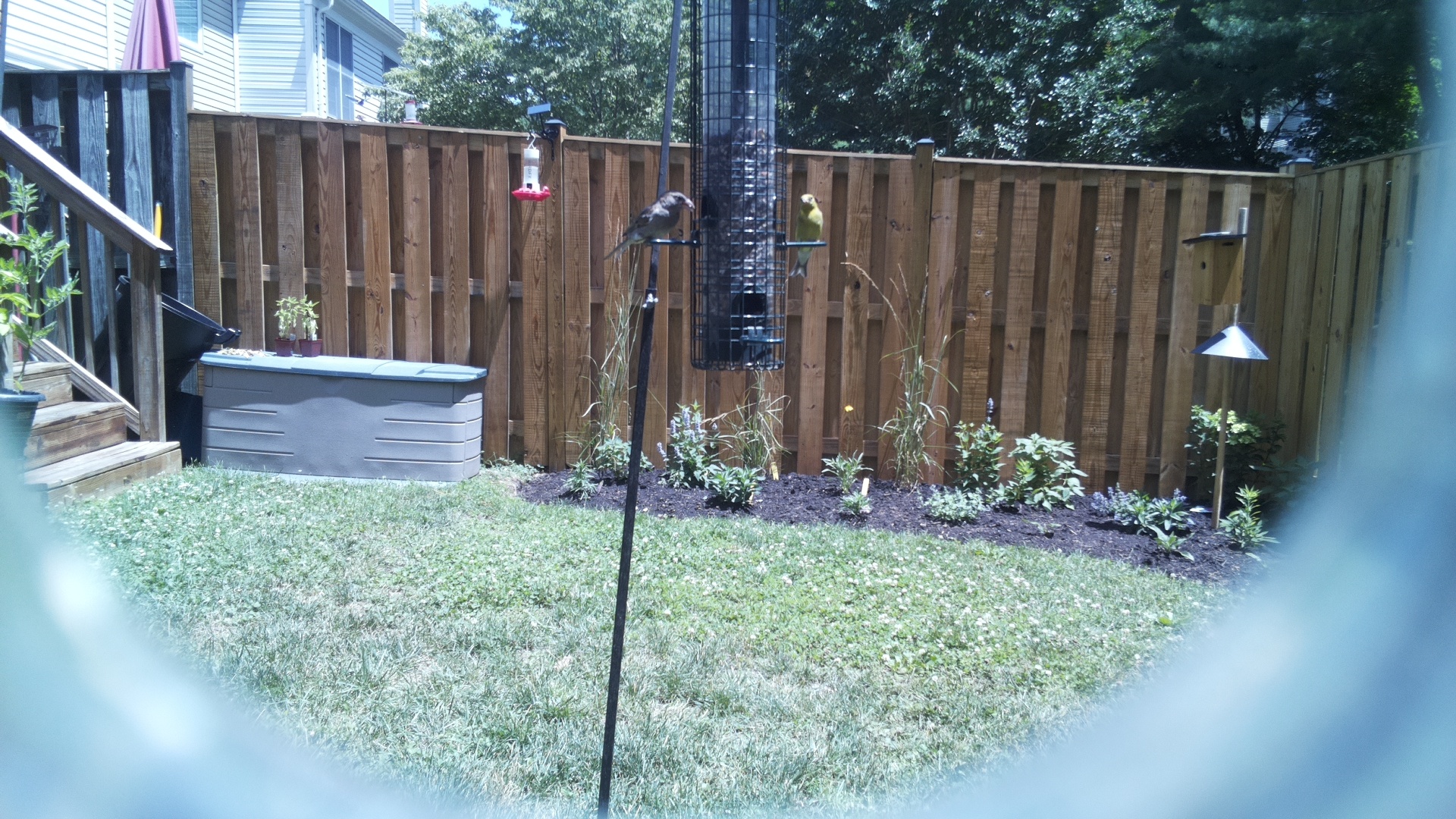 Likely Sparrow