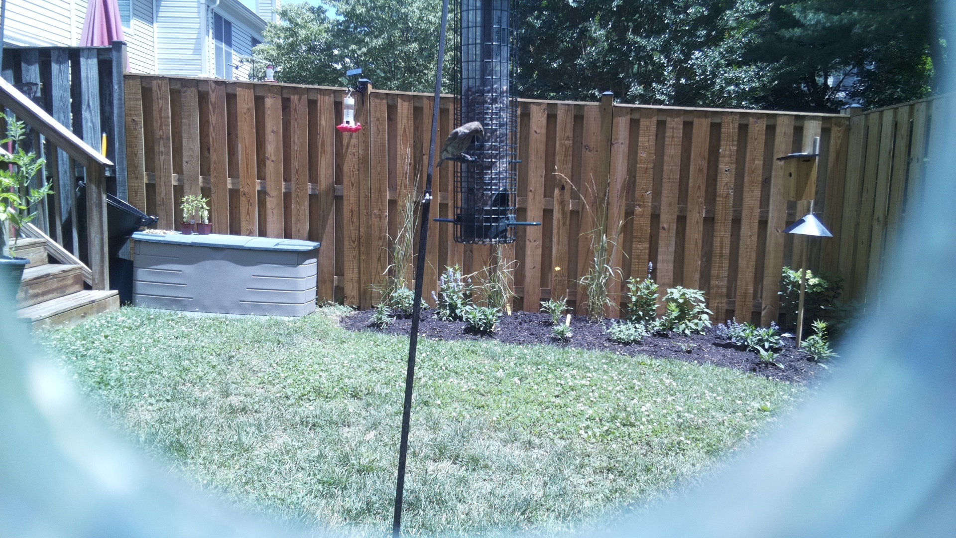 Likely Sparrow