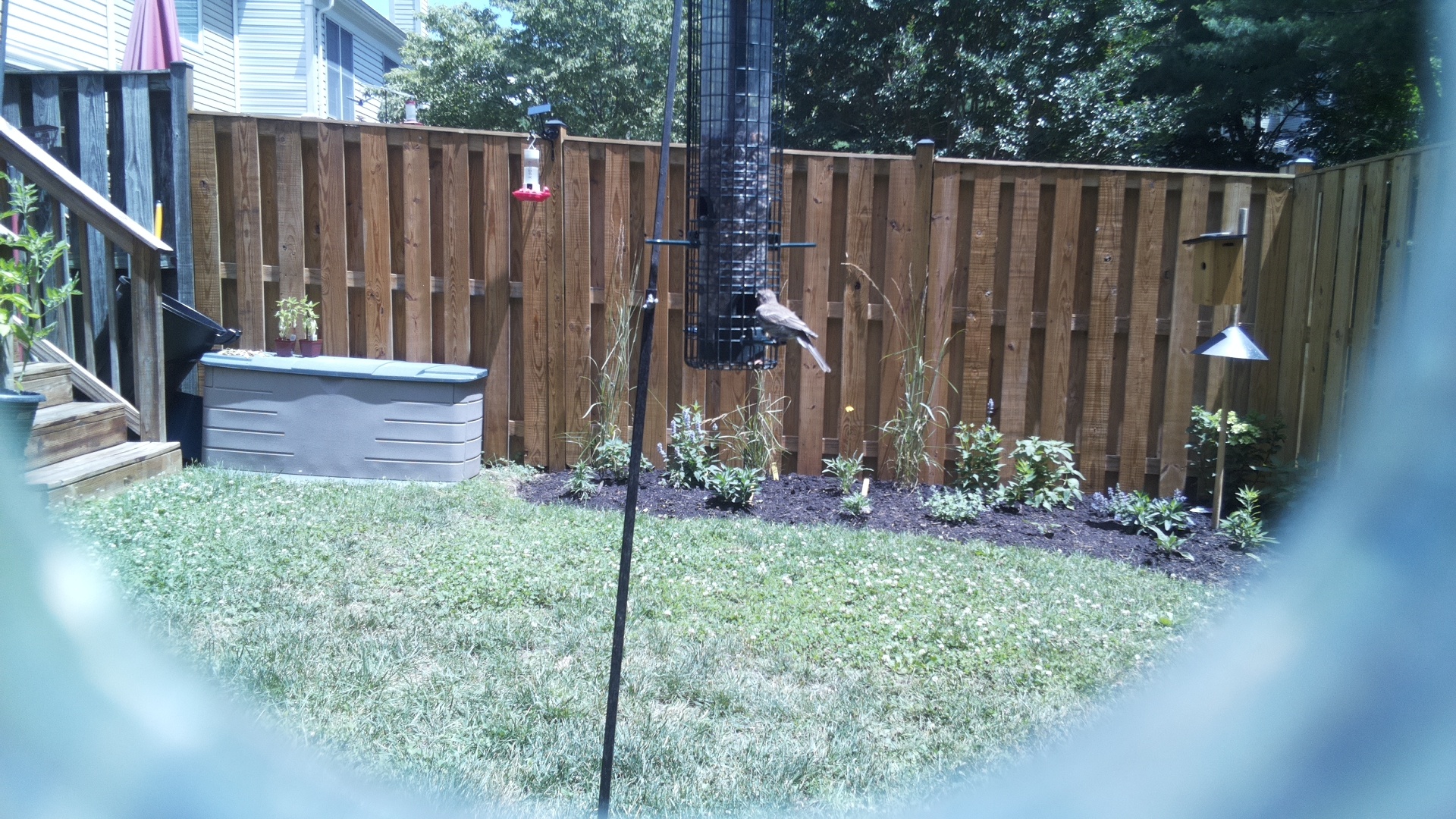 Tufted Titmouse