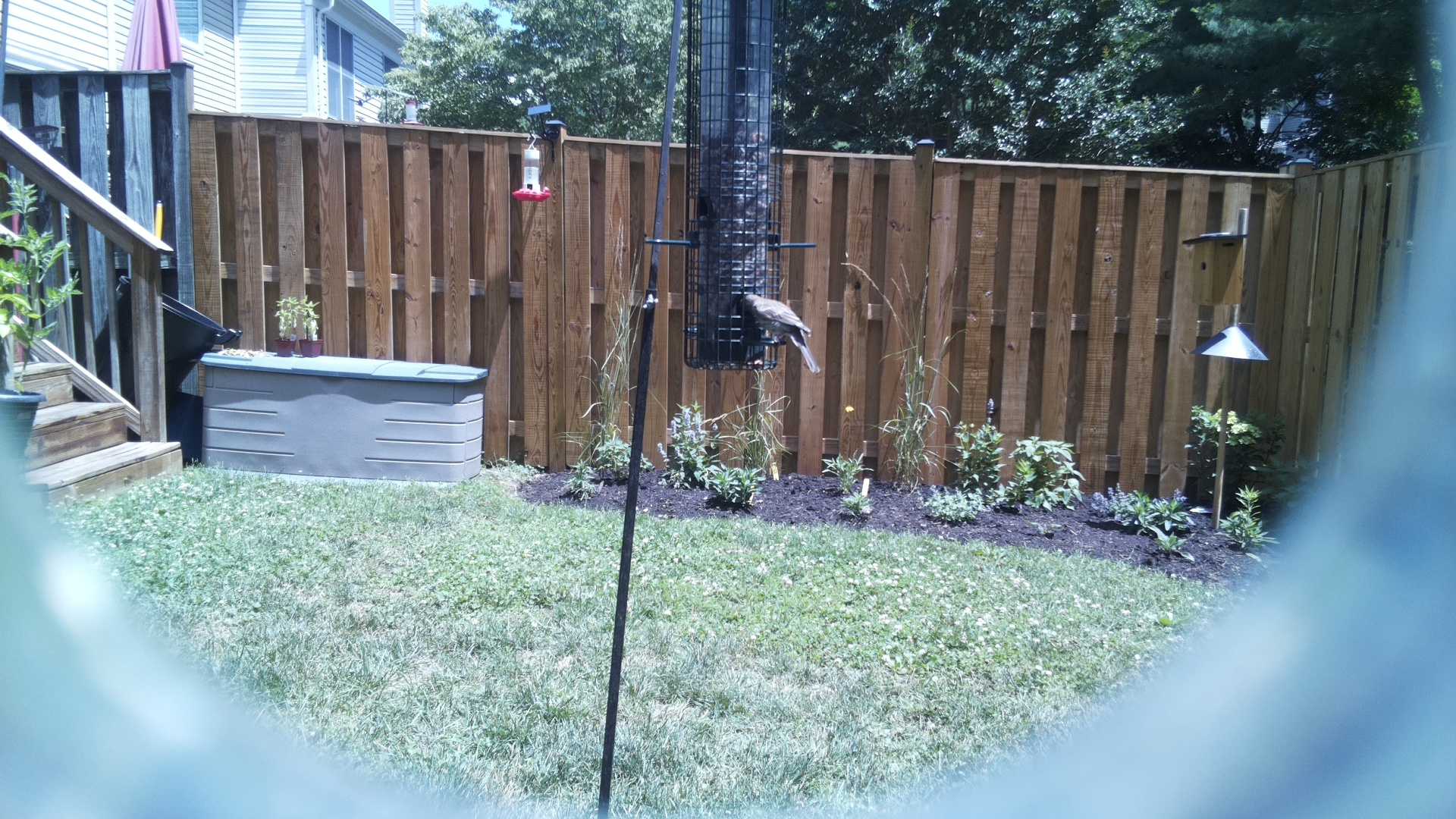 Unknown Bird