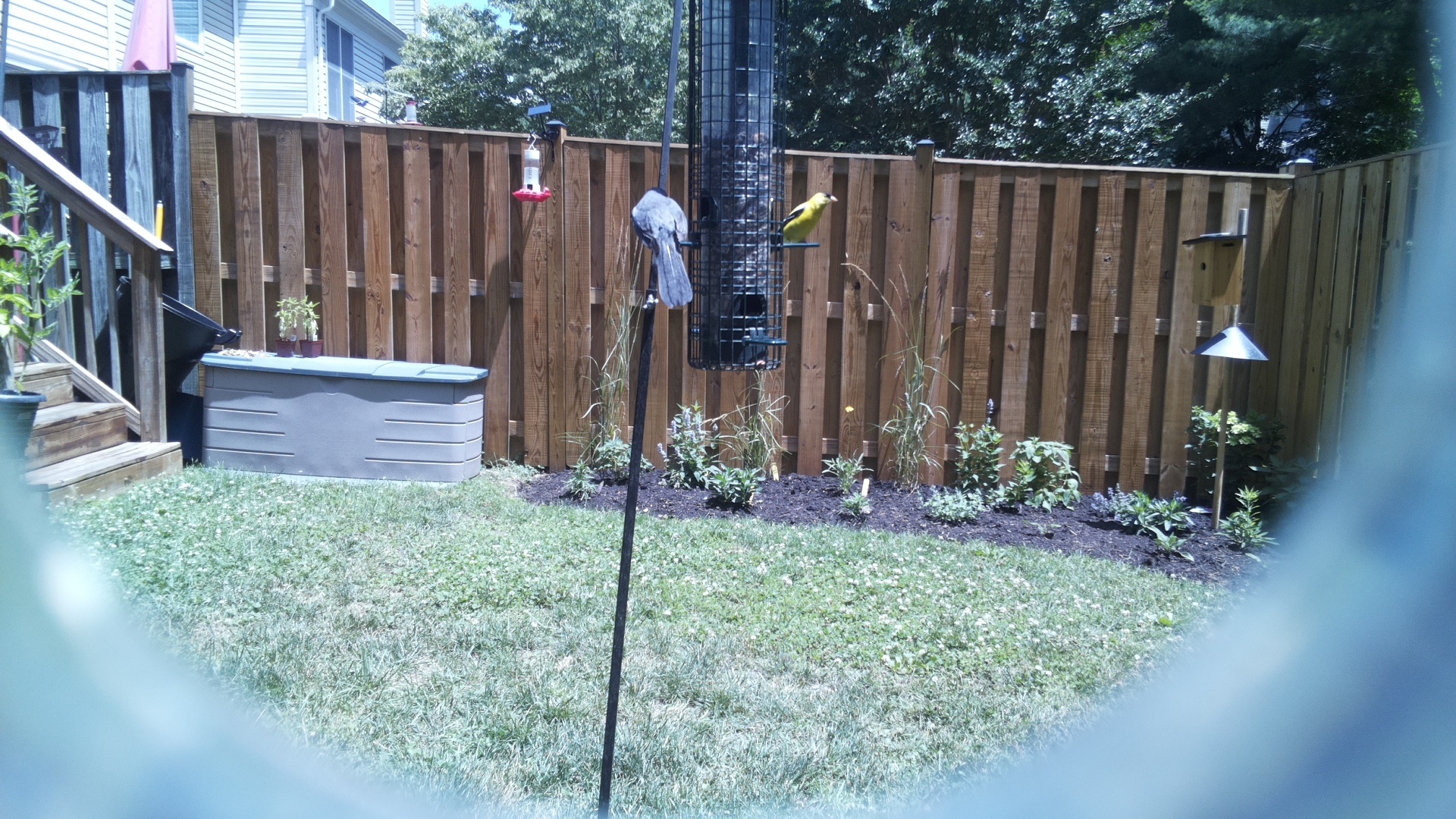American Goldfinch
