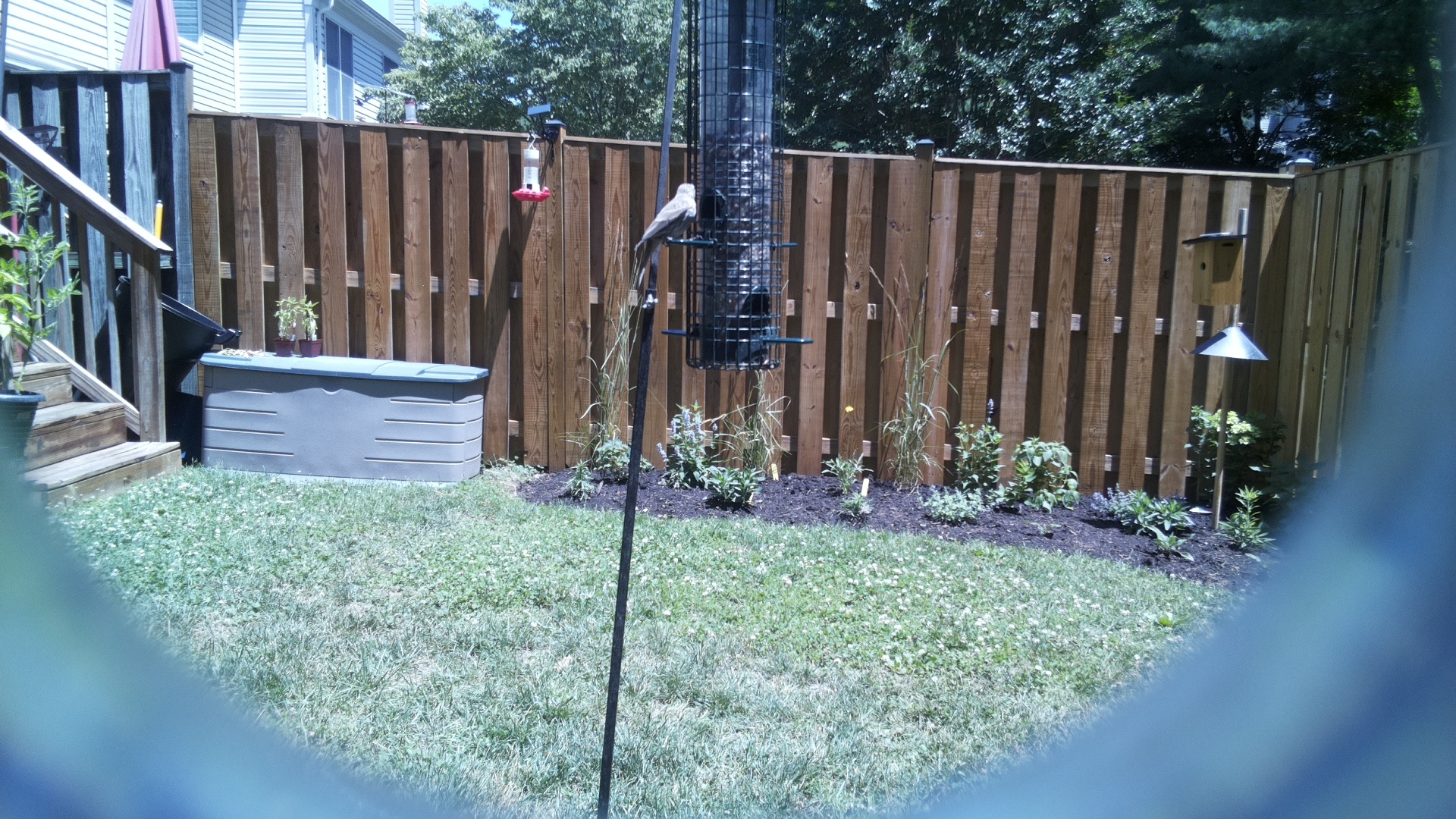 Likely Finch