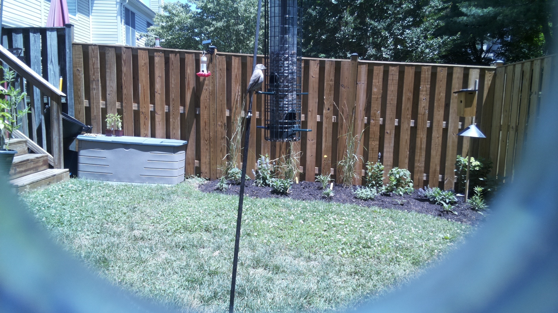 Unknown Bird