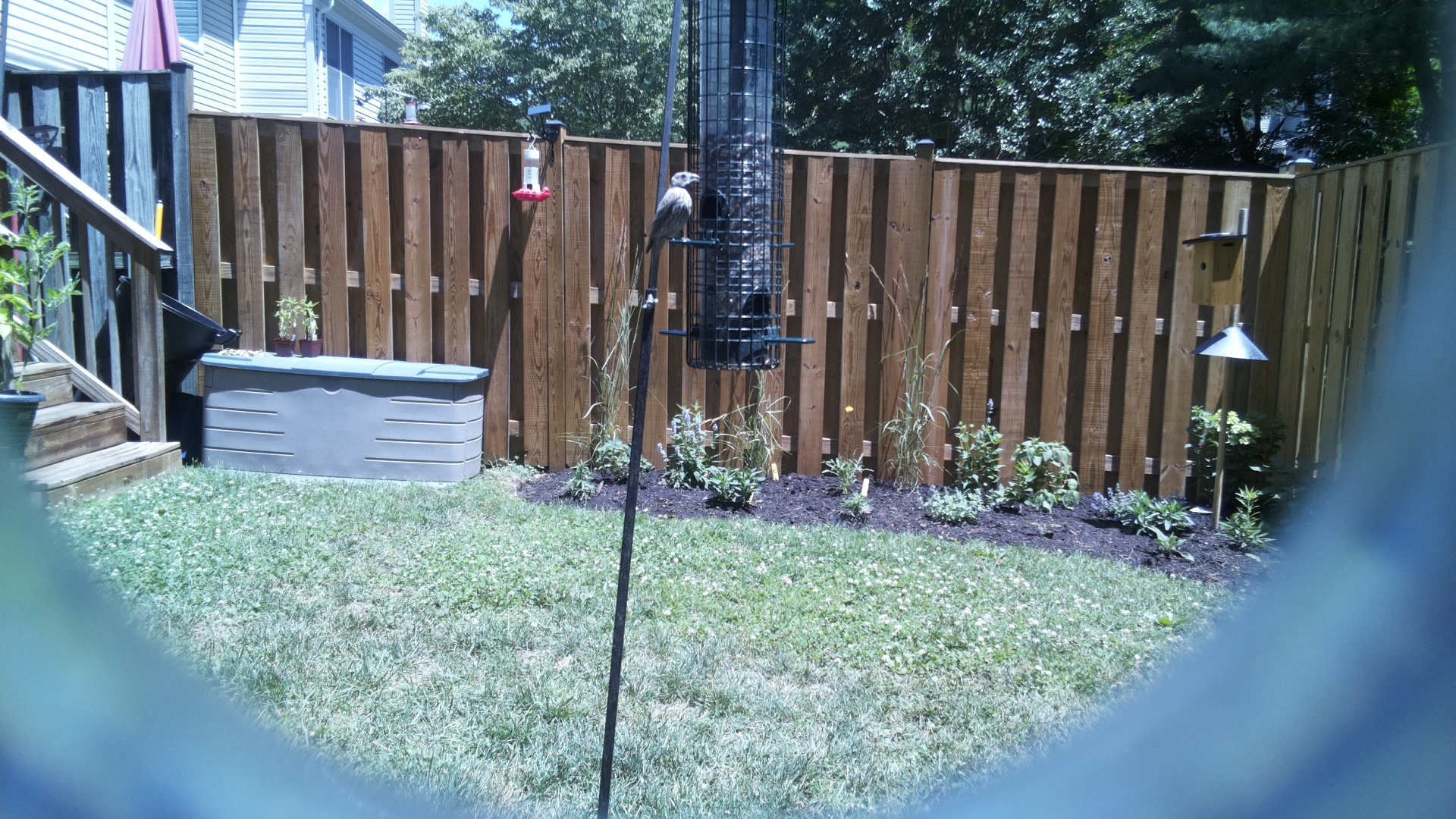 Likely Blackbird/Grackle