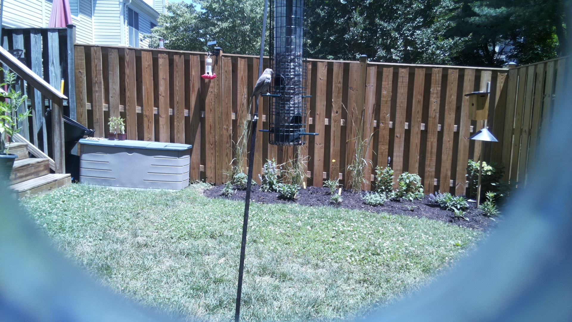 Unknown Bird