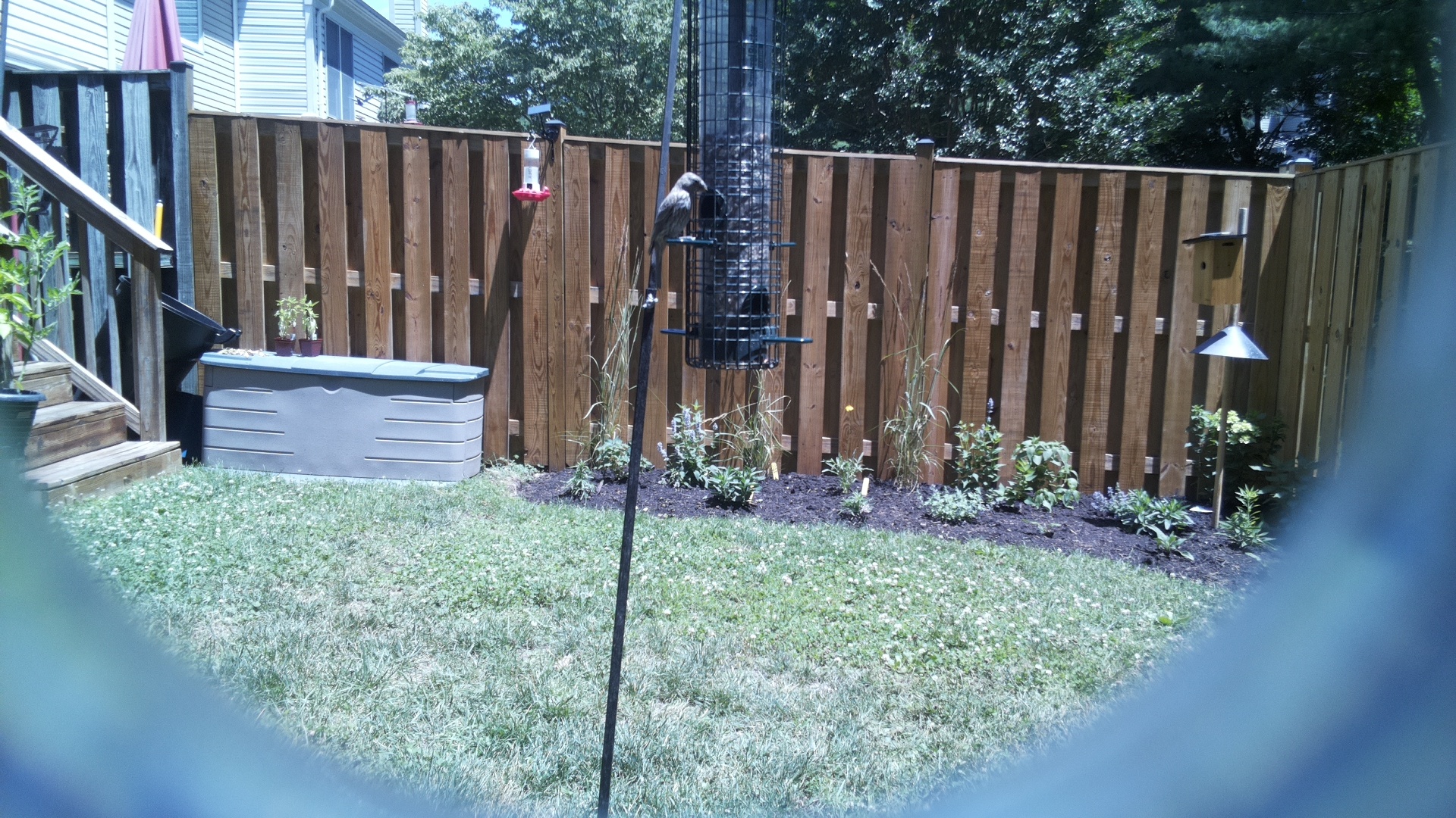 Likely Blackbird/Grackle