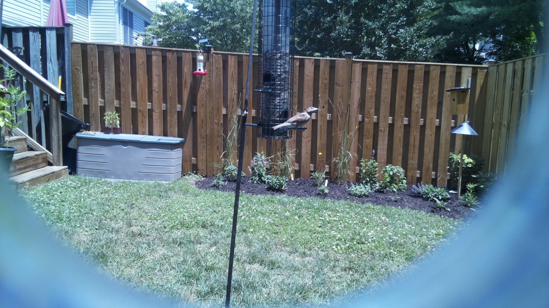 Unknown Bird
