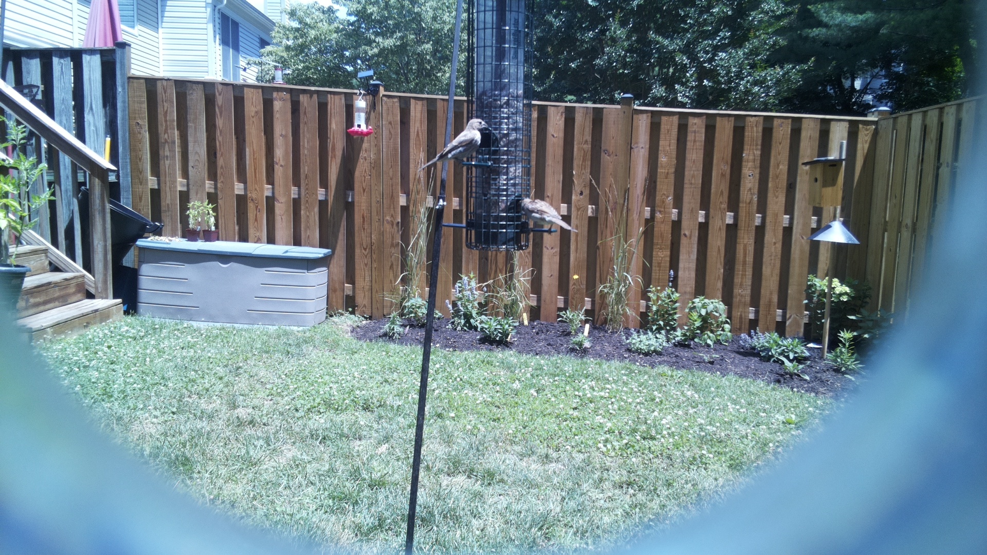 Likely Blackbird/Grackle