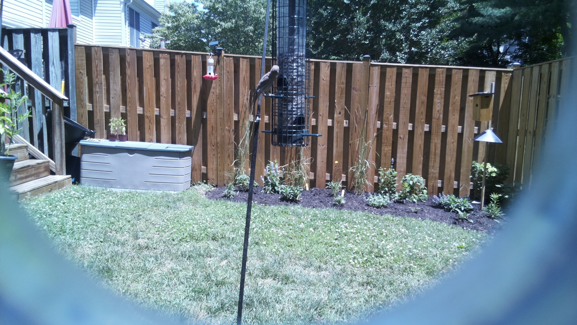 Unknown Bird