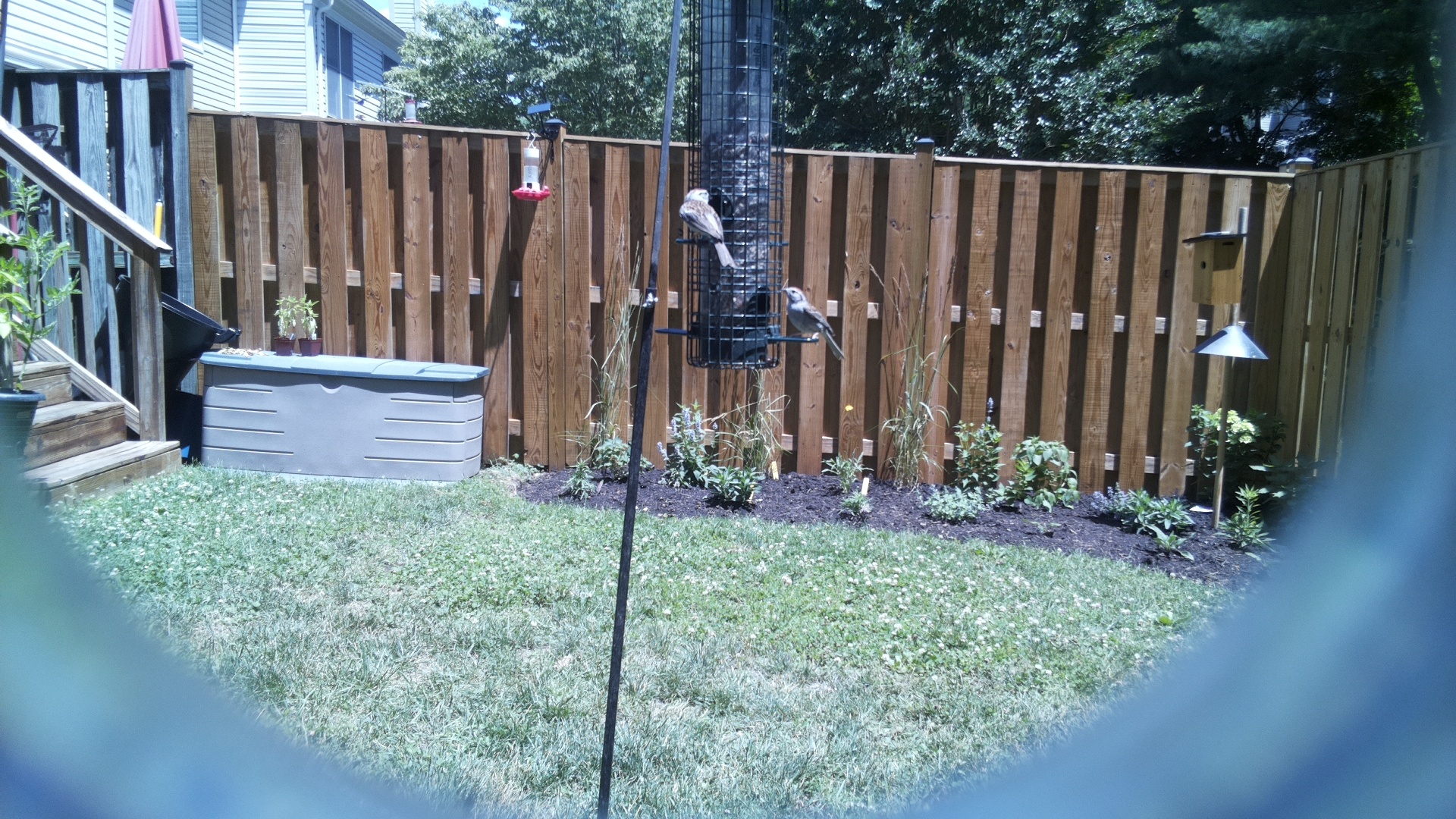Likely Sparrow