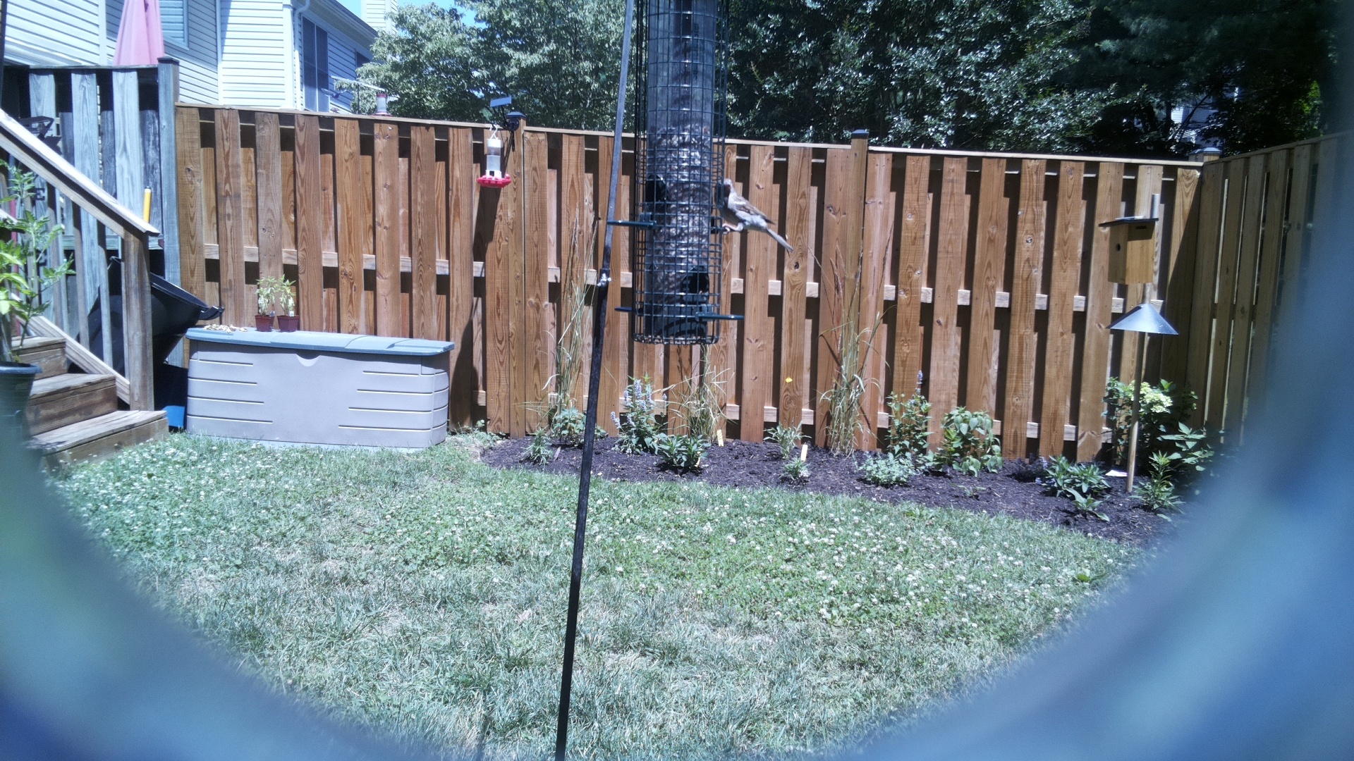Likely Chickadee/Titmouse