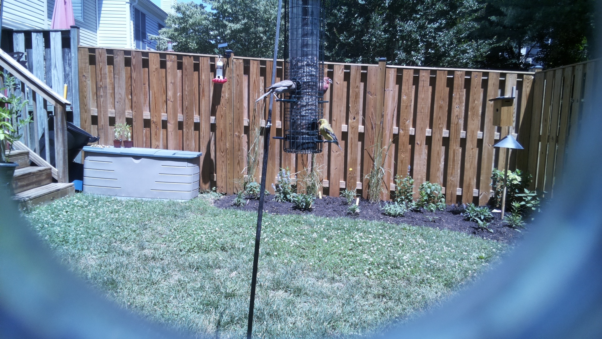 American Goldfinch