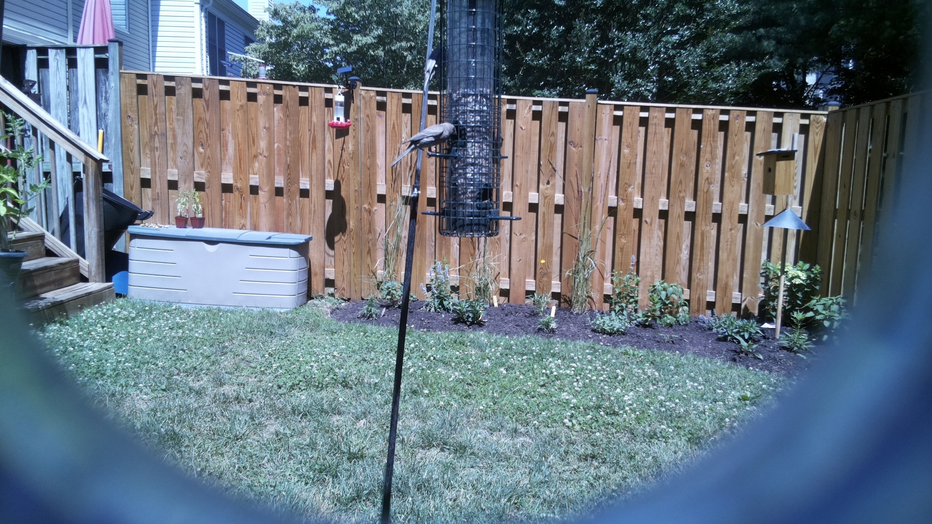 Unknown Bird