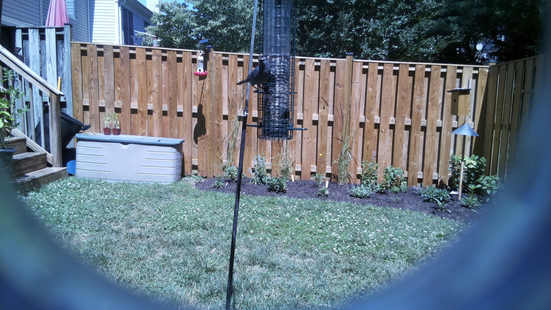 Likely Blackbird/Grackle