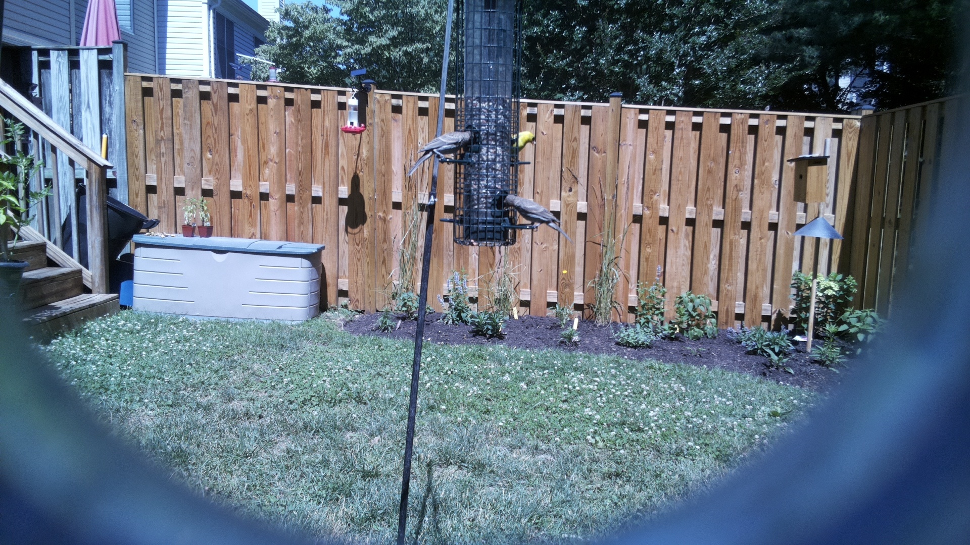 Likely Blackbird/Grackle