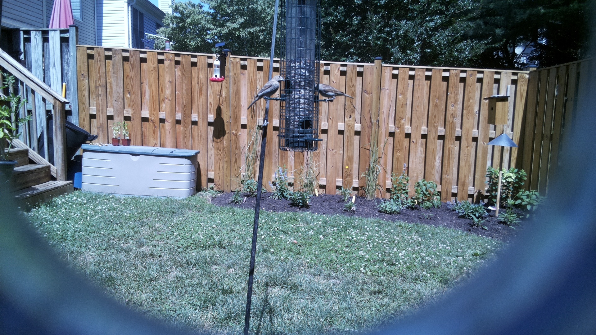 Likely Chickadee/Titmouse