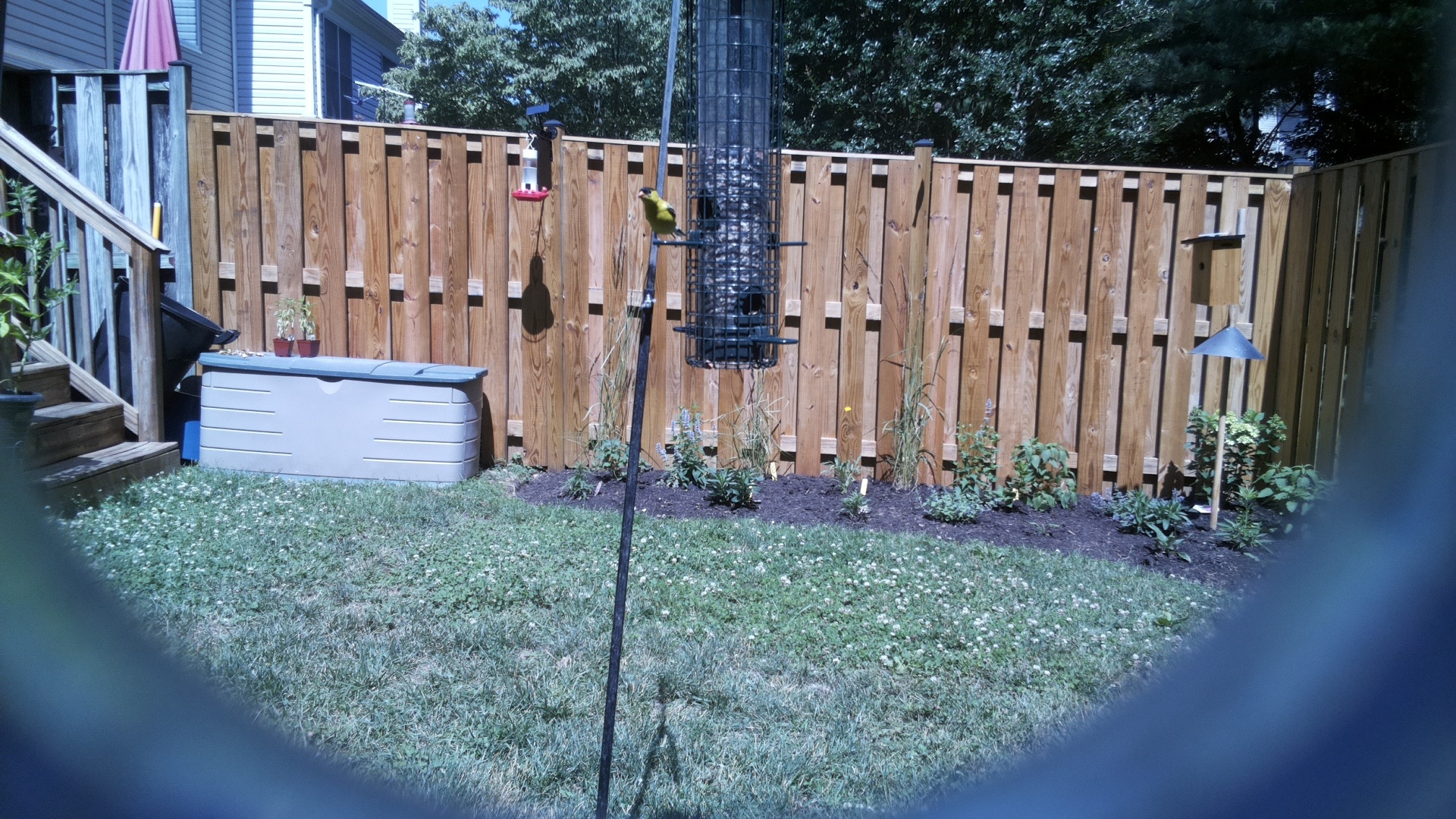 American Goldfinch