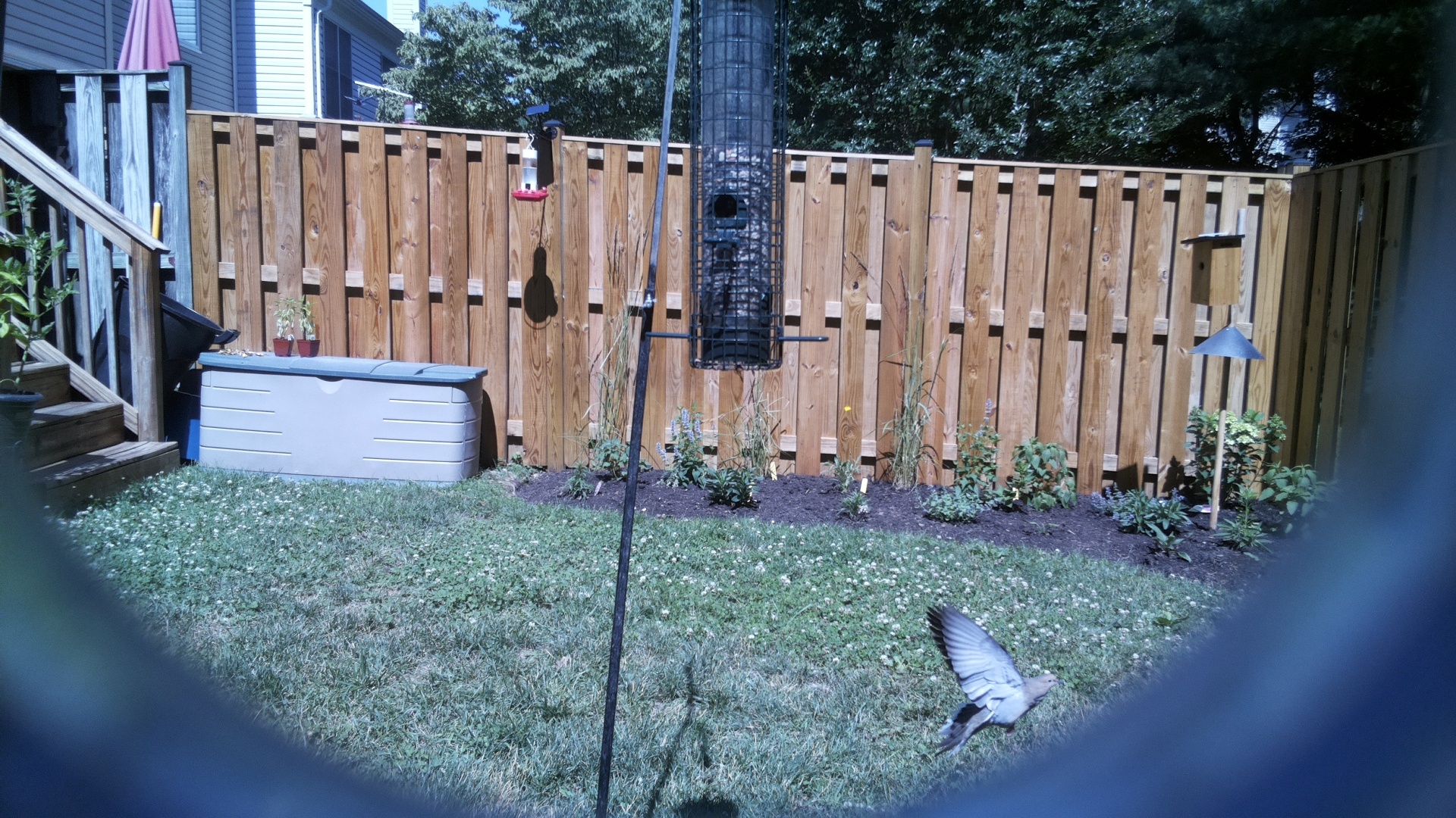 Unknown Bird